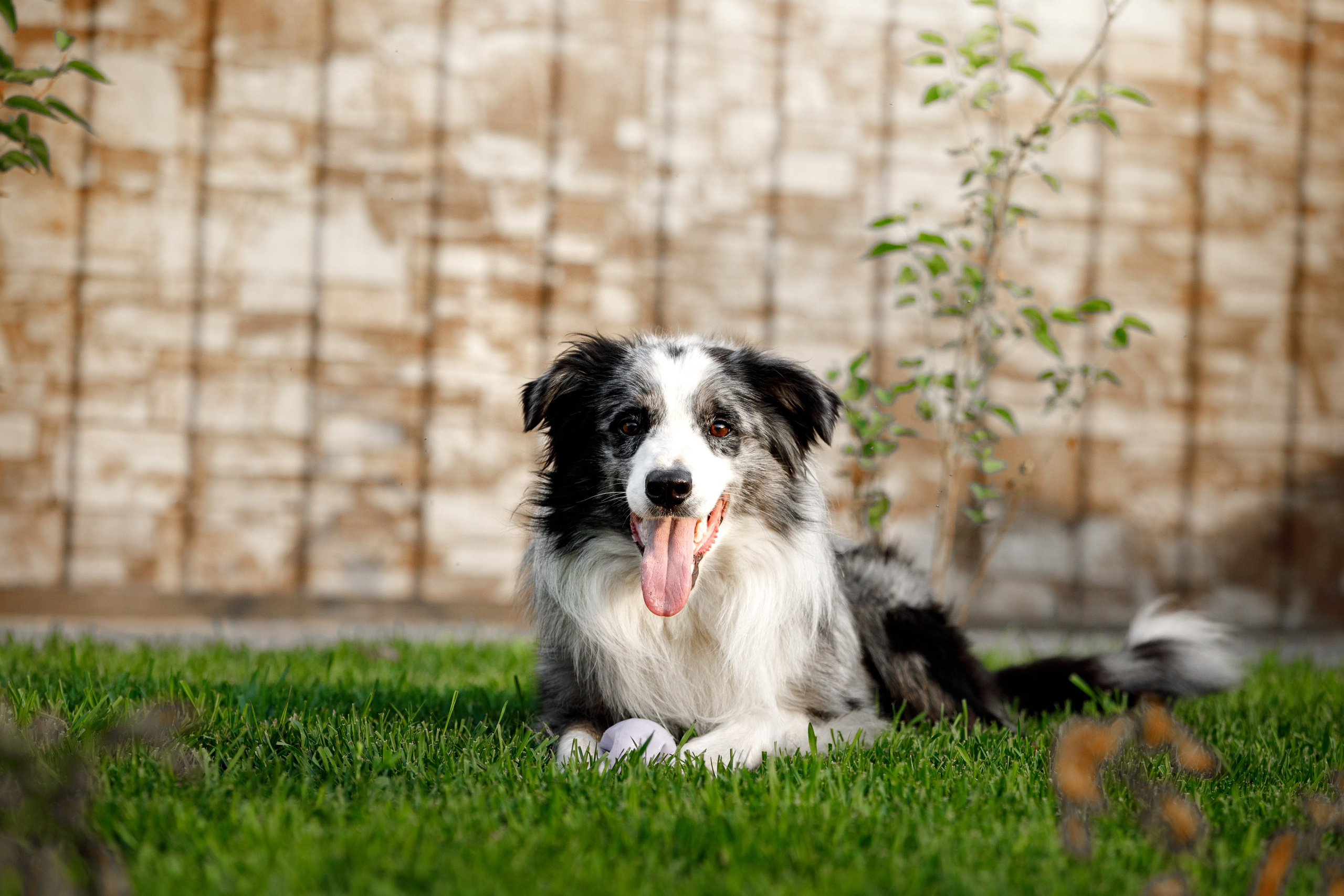 Болтовня в саду. О нас