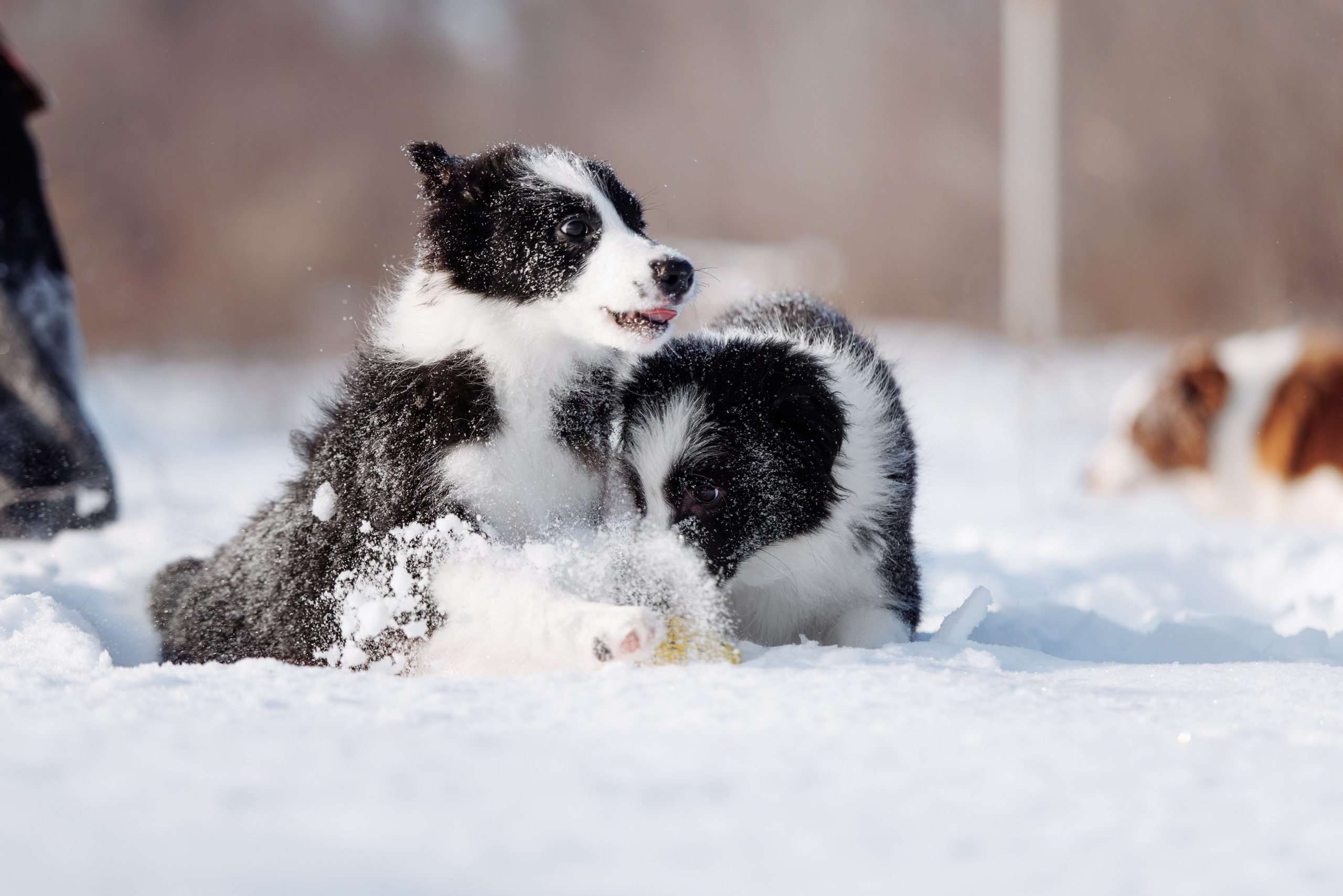 Яркий январь. О нас