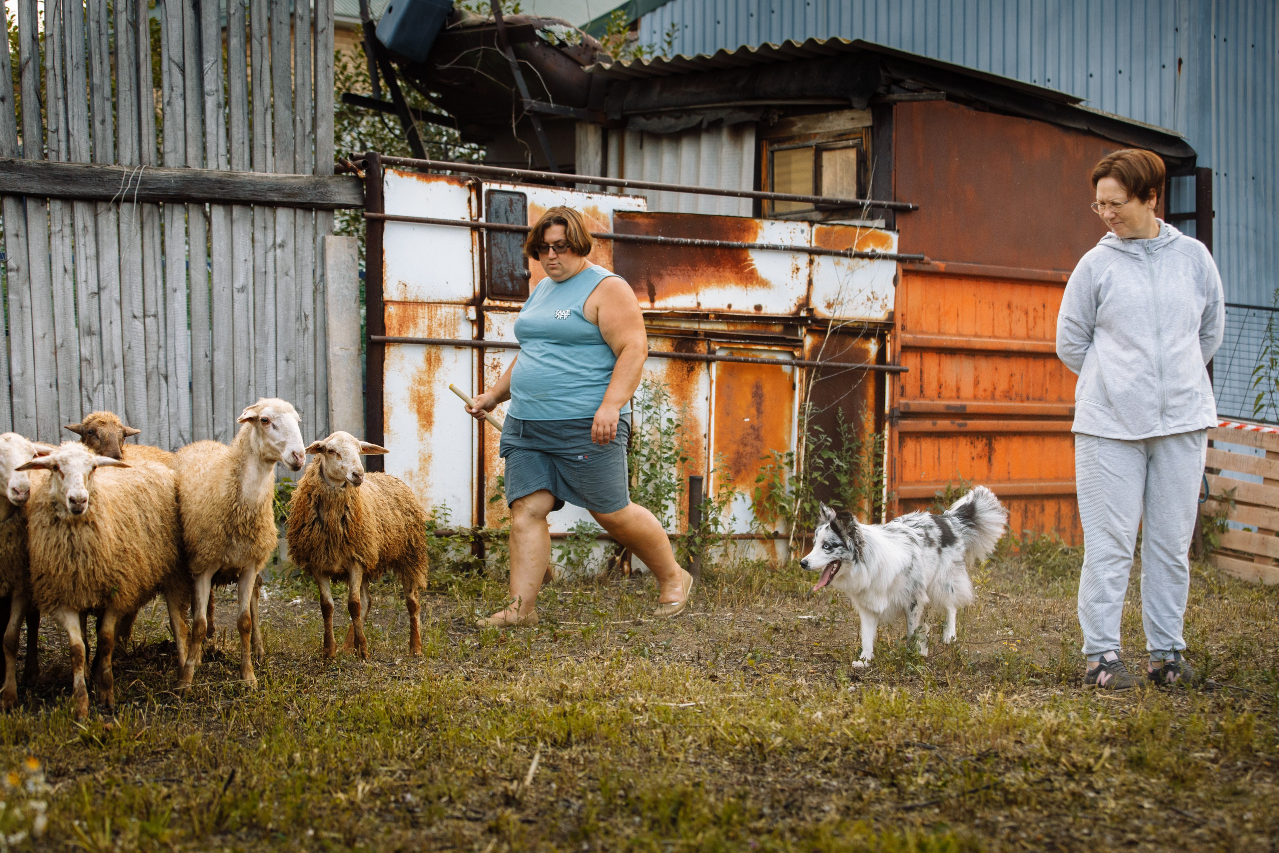 Овечий день. О нас