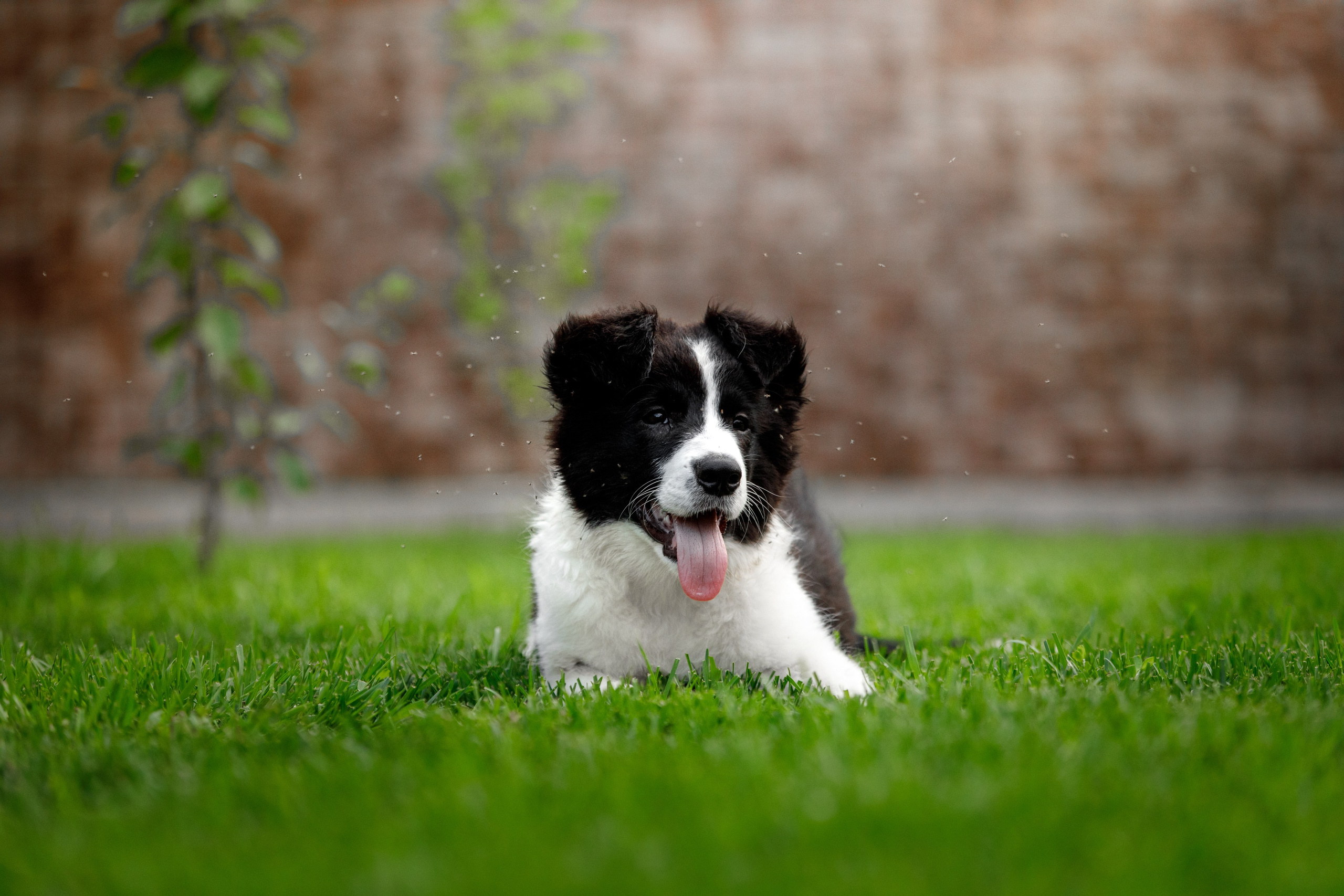 Болтовня в саду. О нас