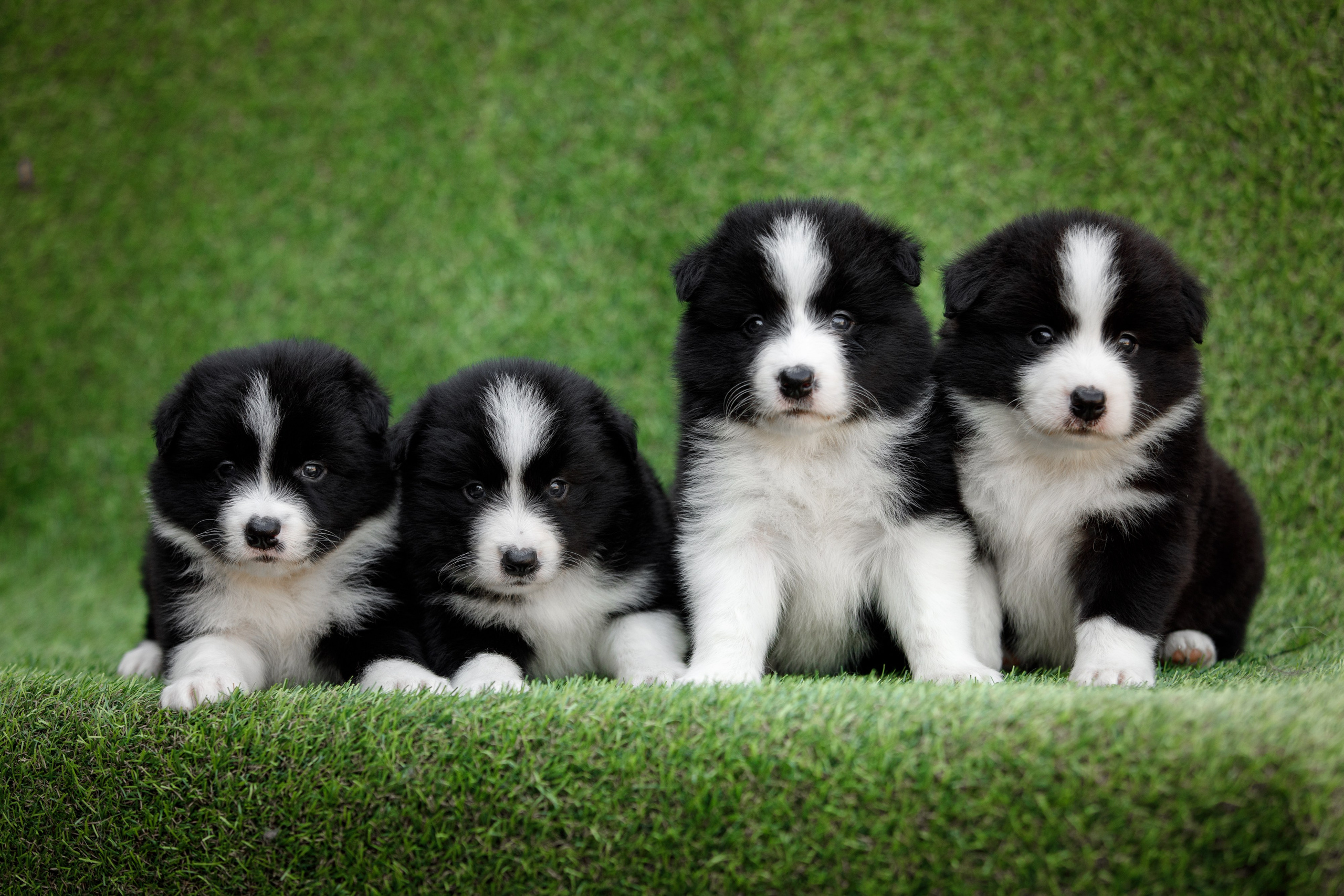 Смешарики. О нас