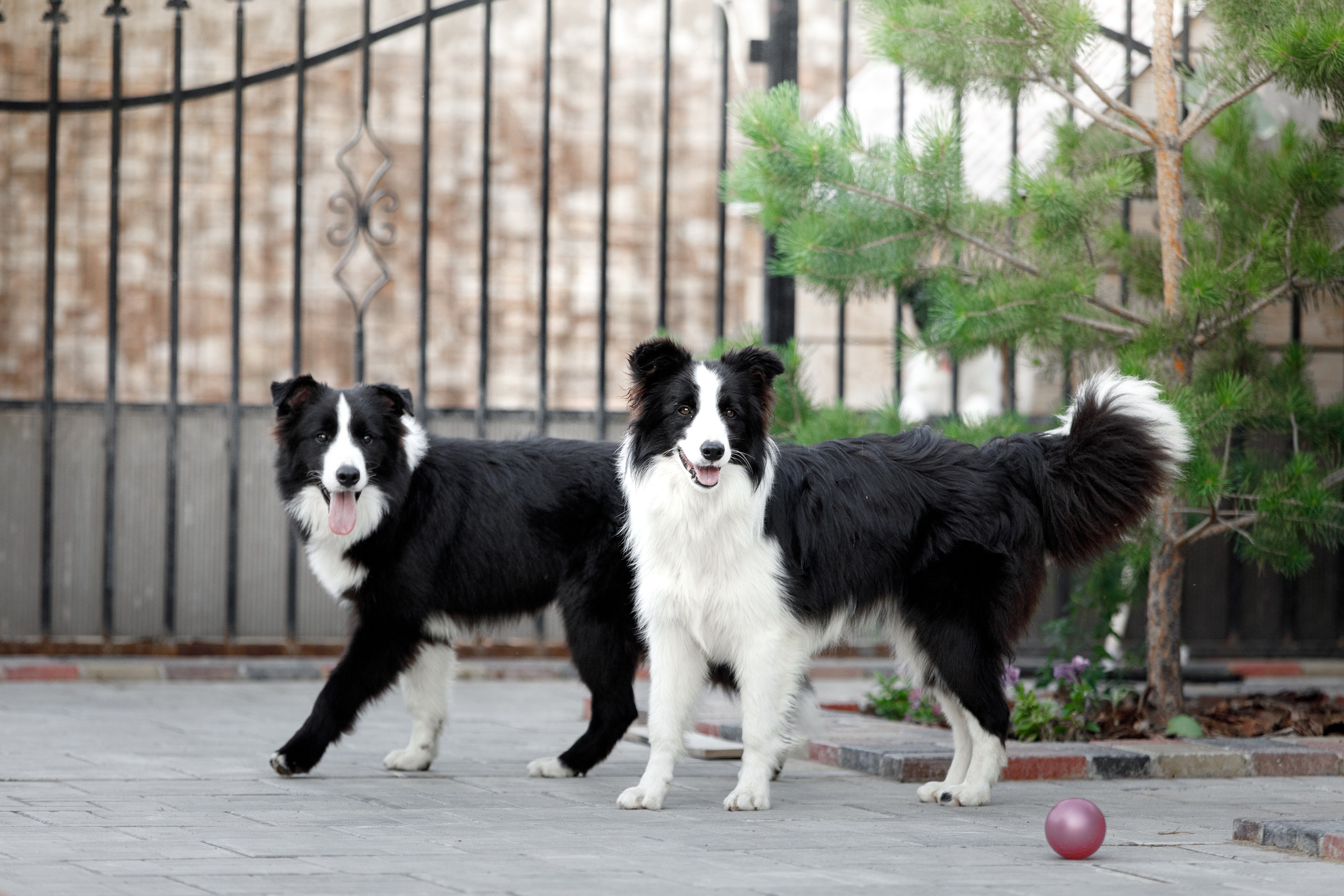 Болтовня в саду. О нас