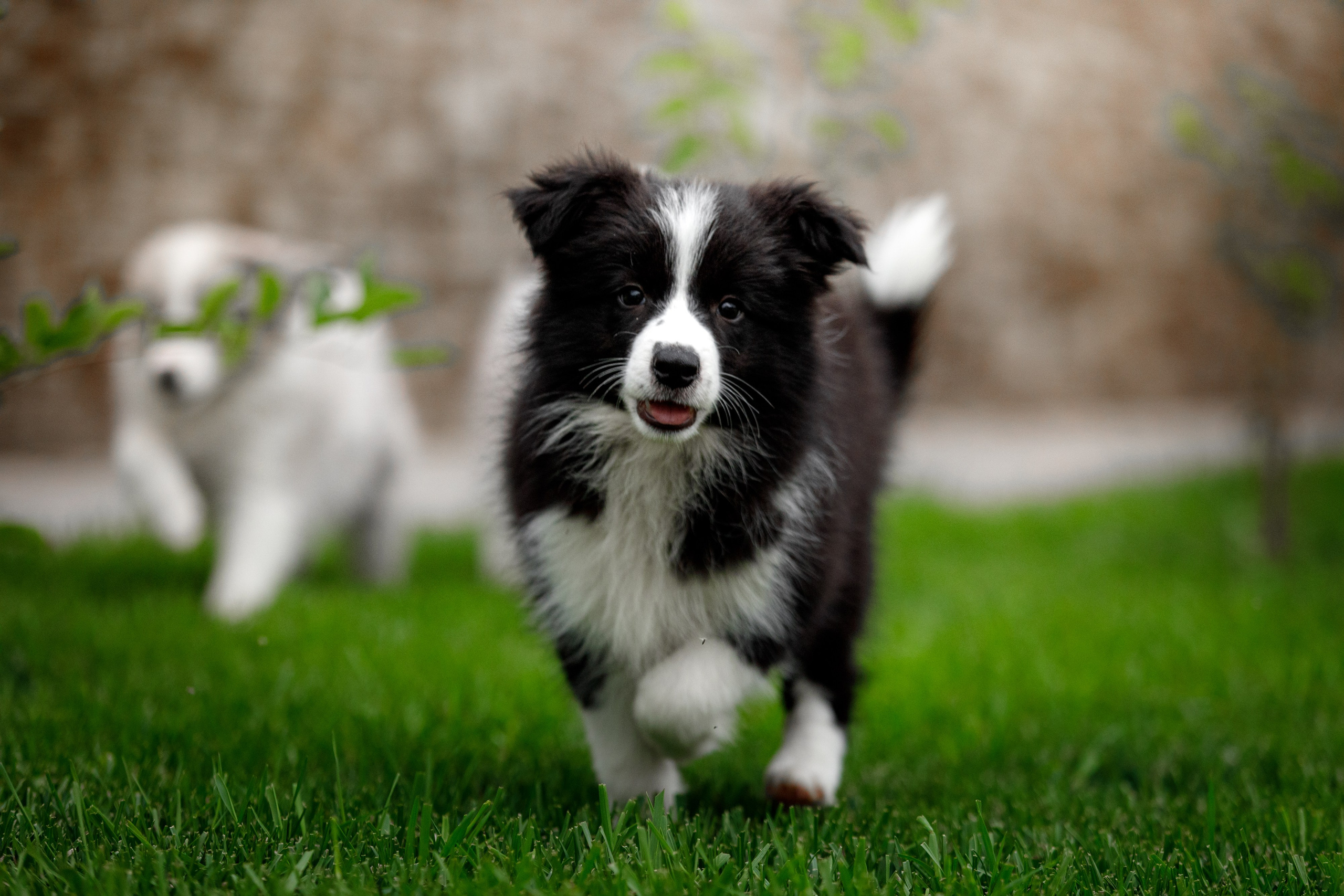 Болтовня в саду. О нас