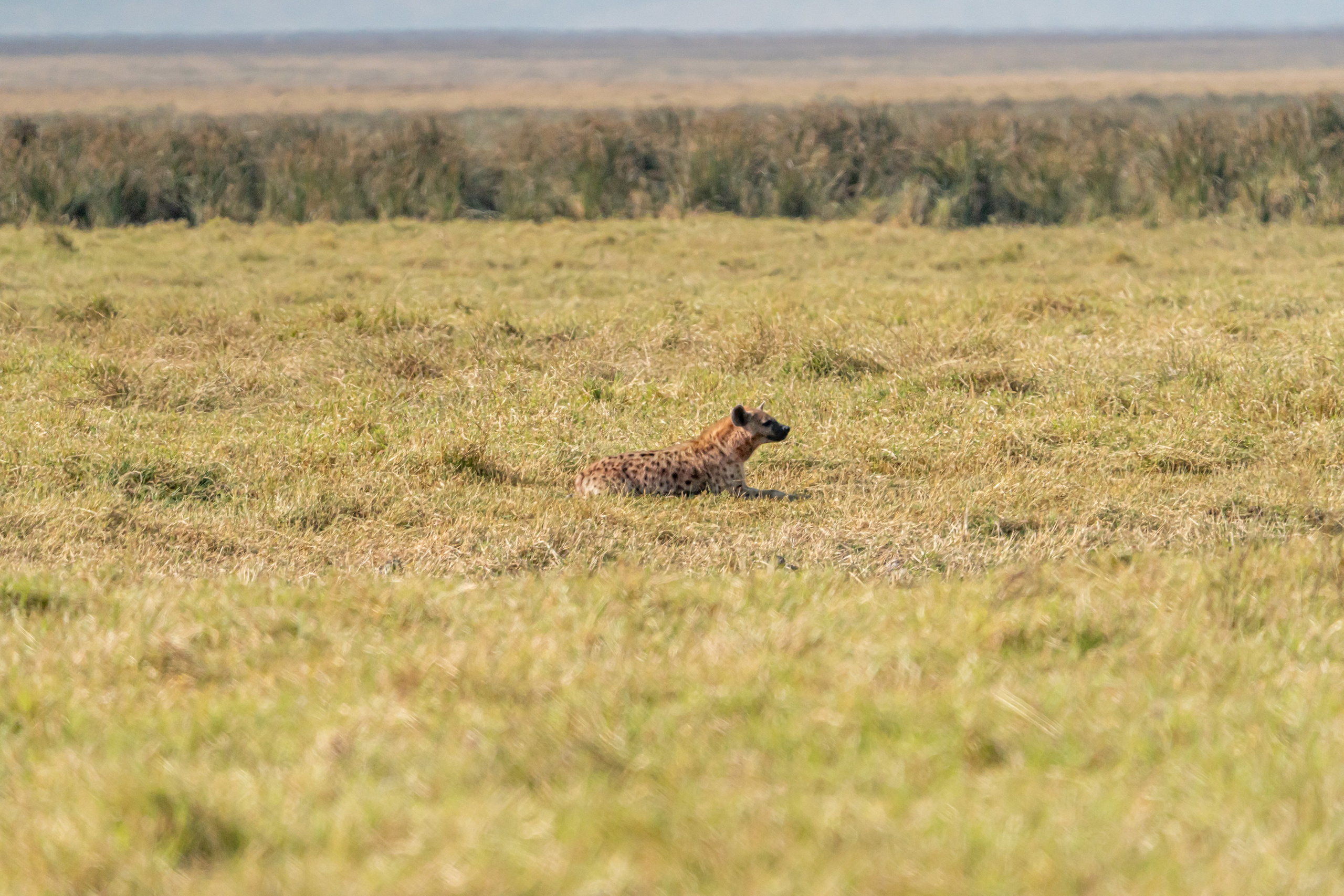 Танзания, сафари, 2025. Творческие сьемки