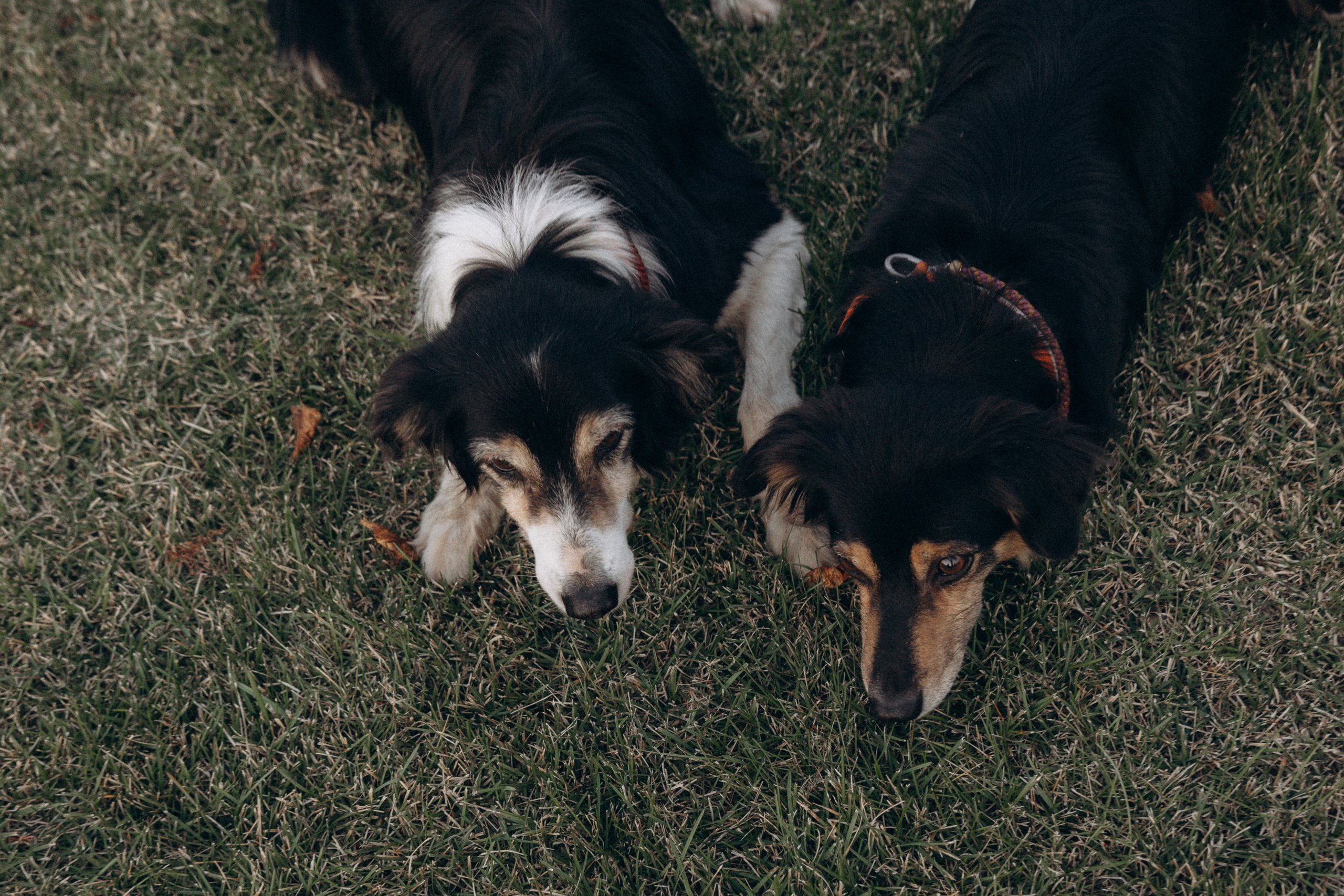 Алла и ее компания. Фотограф анималист в Казани Алина Сулейманова. Фотограф животных