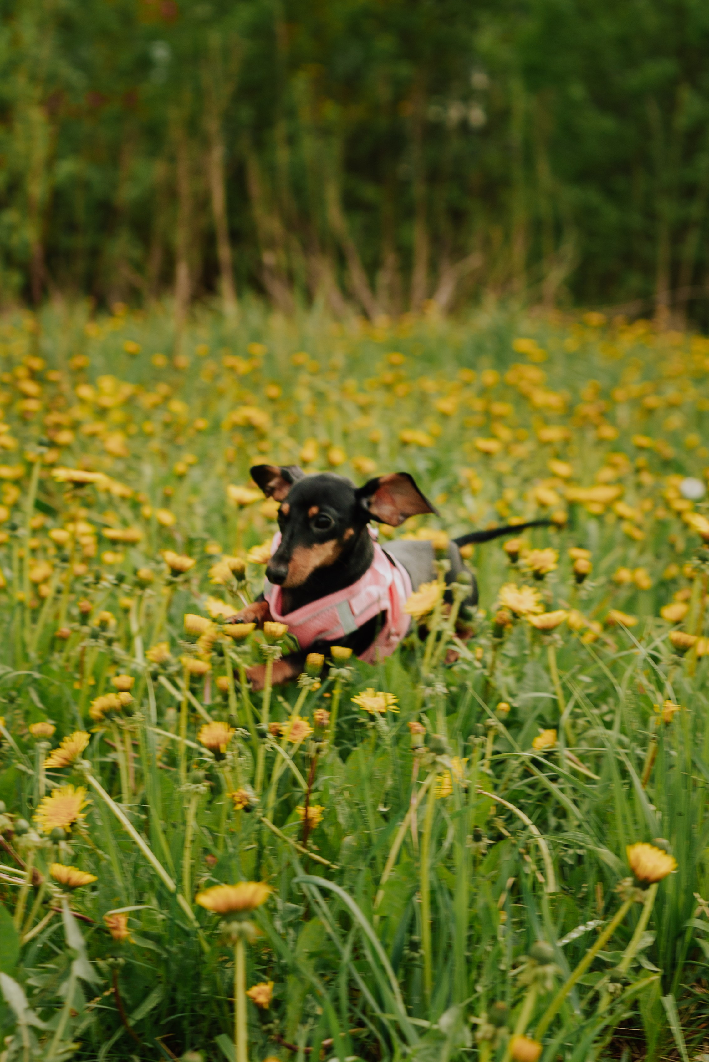 Животные. Фотограф в Санкт-Петербурге и Ленинградской области