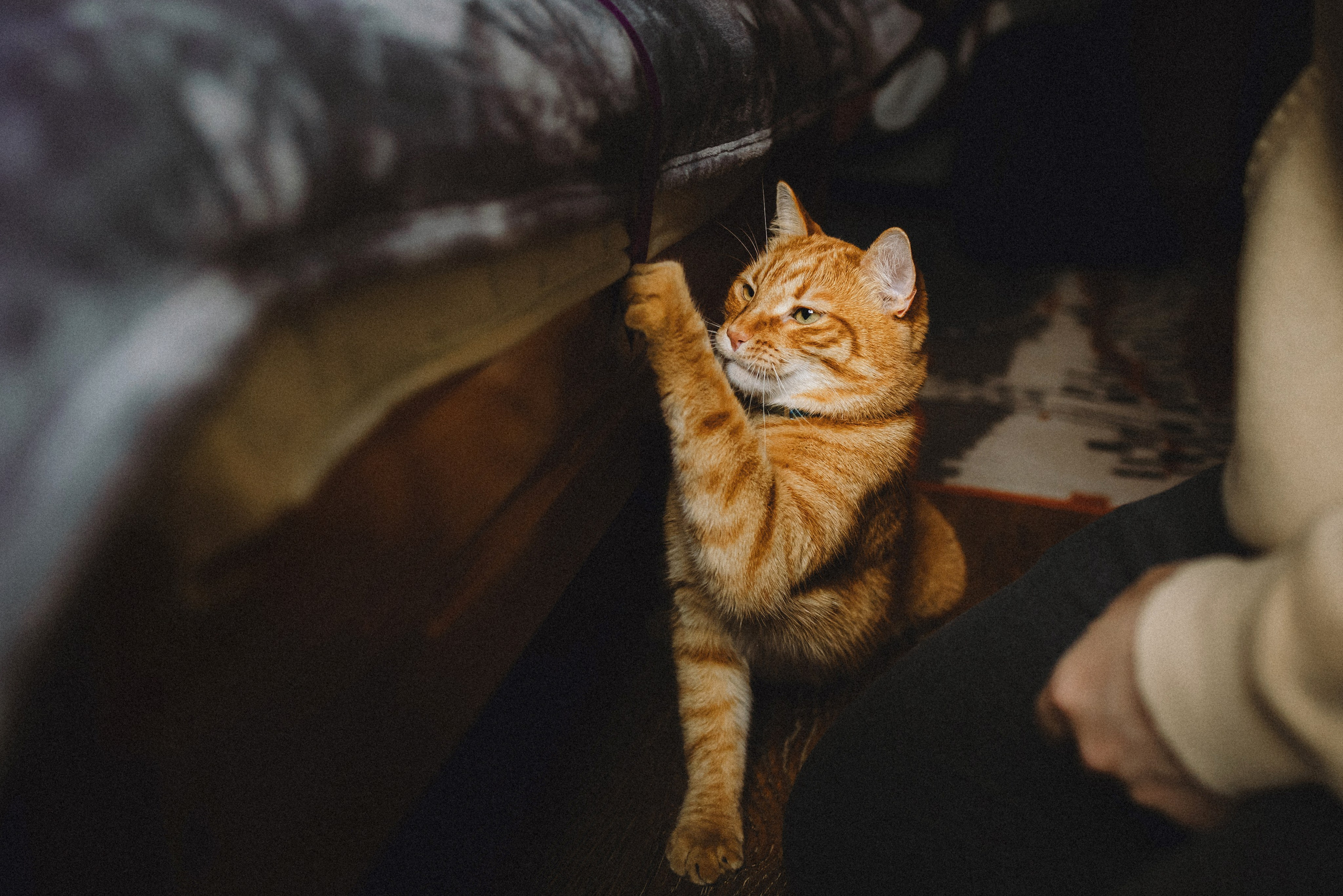 Леброн, Муся и их семья