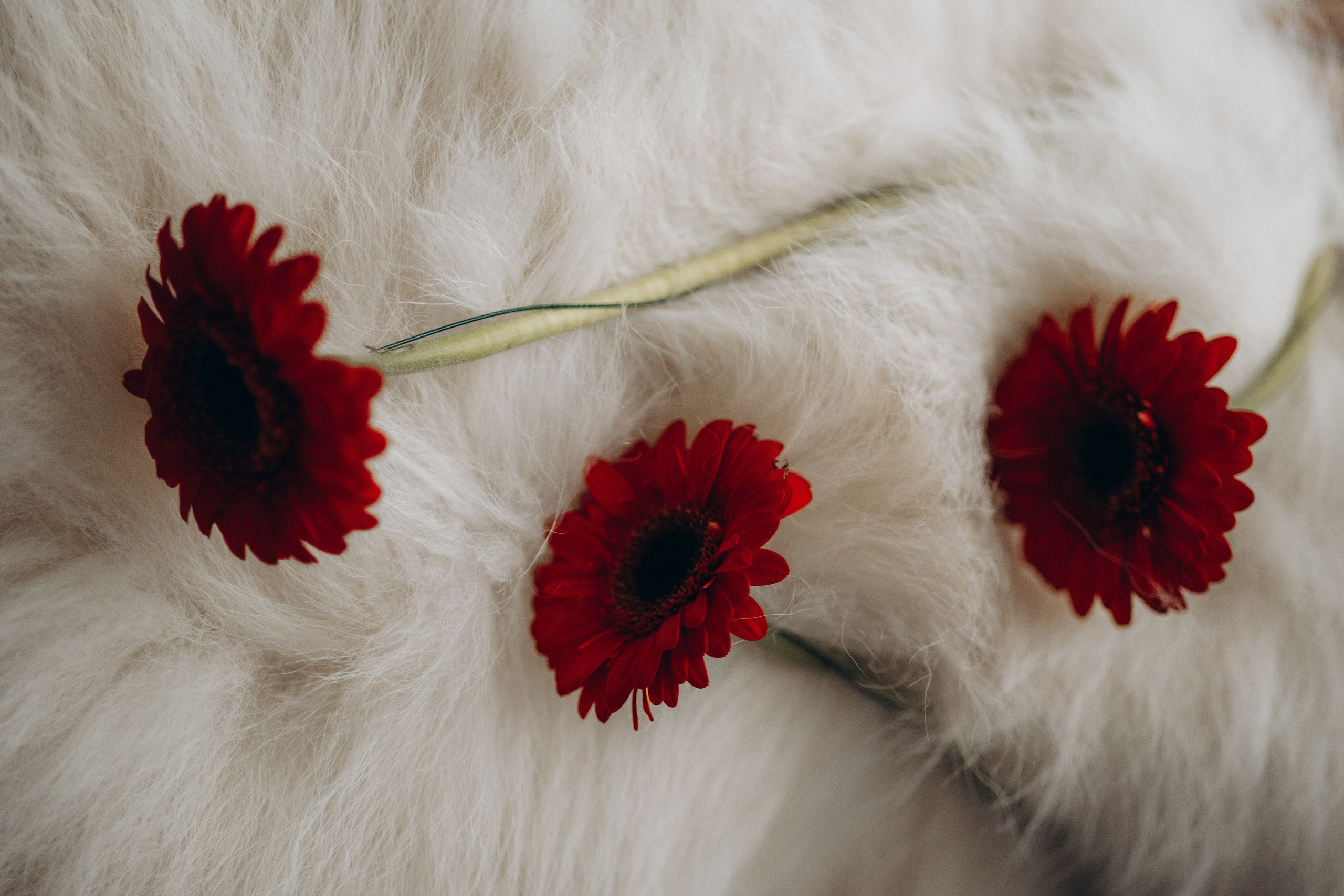 Настя и Кристофер. Фотограф — Анималист | Санкт-Петербург