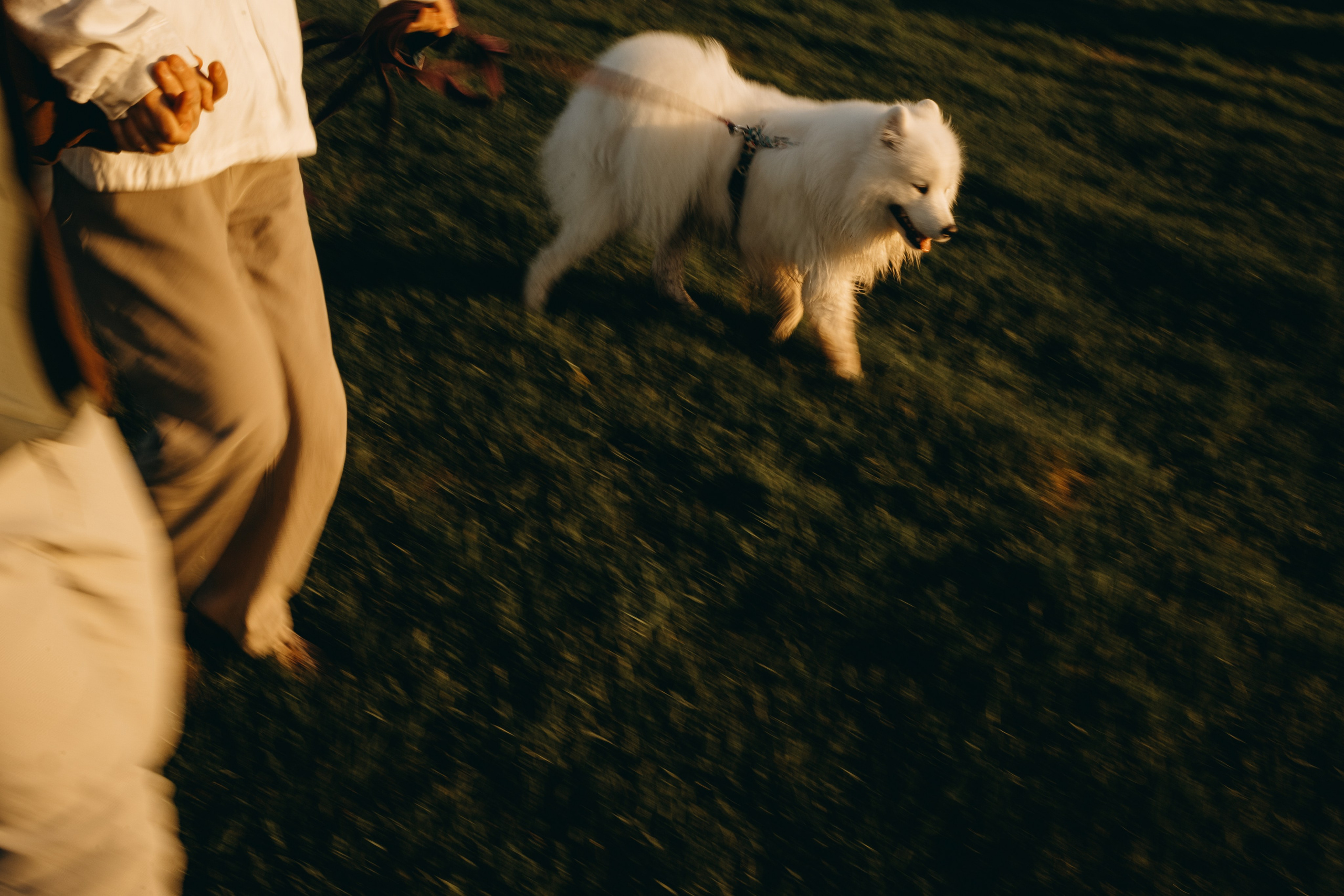 Танго и его семья. Фотограф — Анималист | Санкт-Петербург