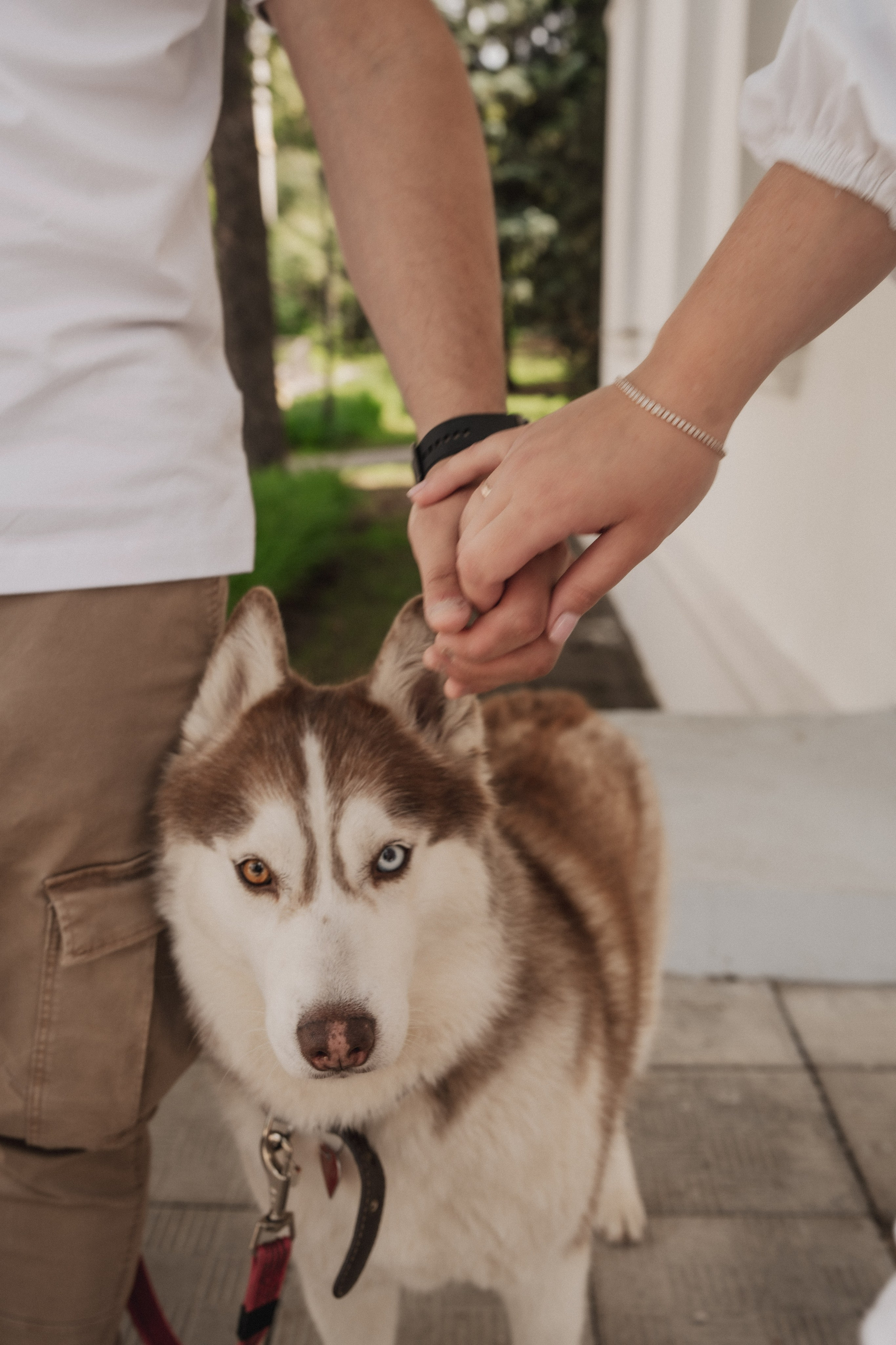 Дарья ♡ Максим ✧ Чоки — История любви, когда в семье есть хаски. Свадебный и портретный фотограф в Москве, Светлана Янковая