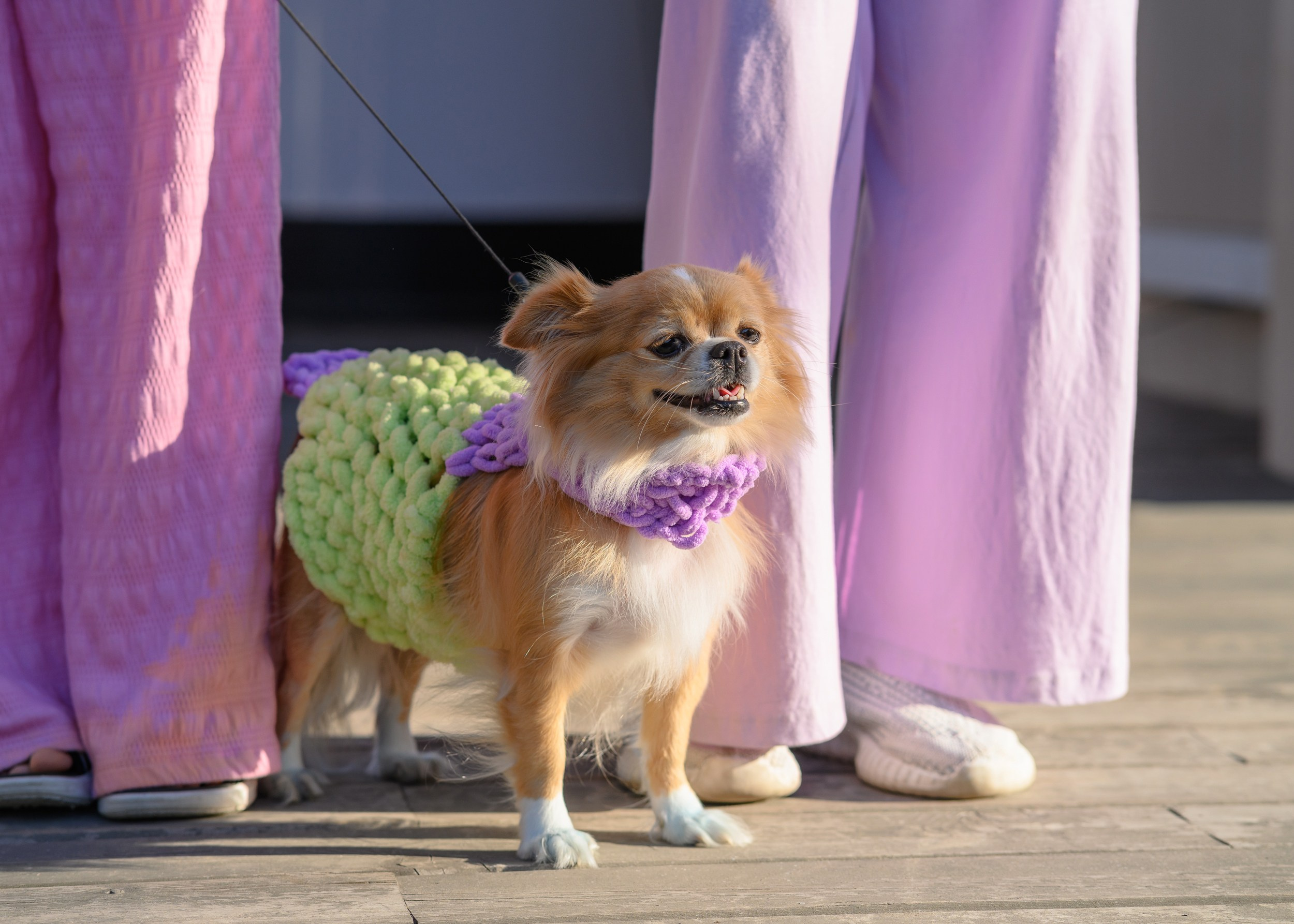 СобачийФест_РынокНаГоре_10082024. Фотограф Александр Данилов