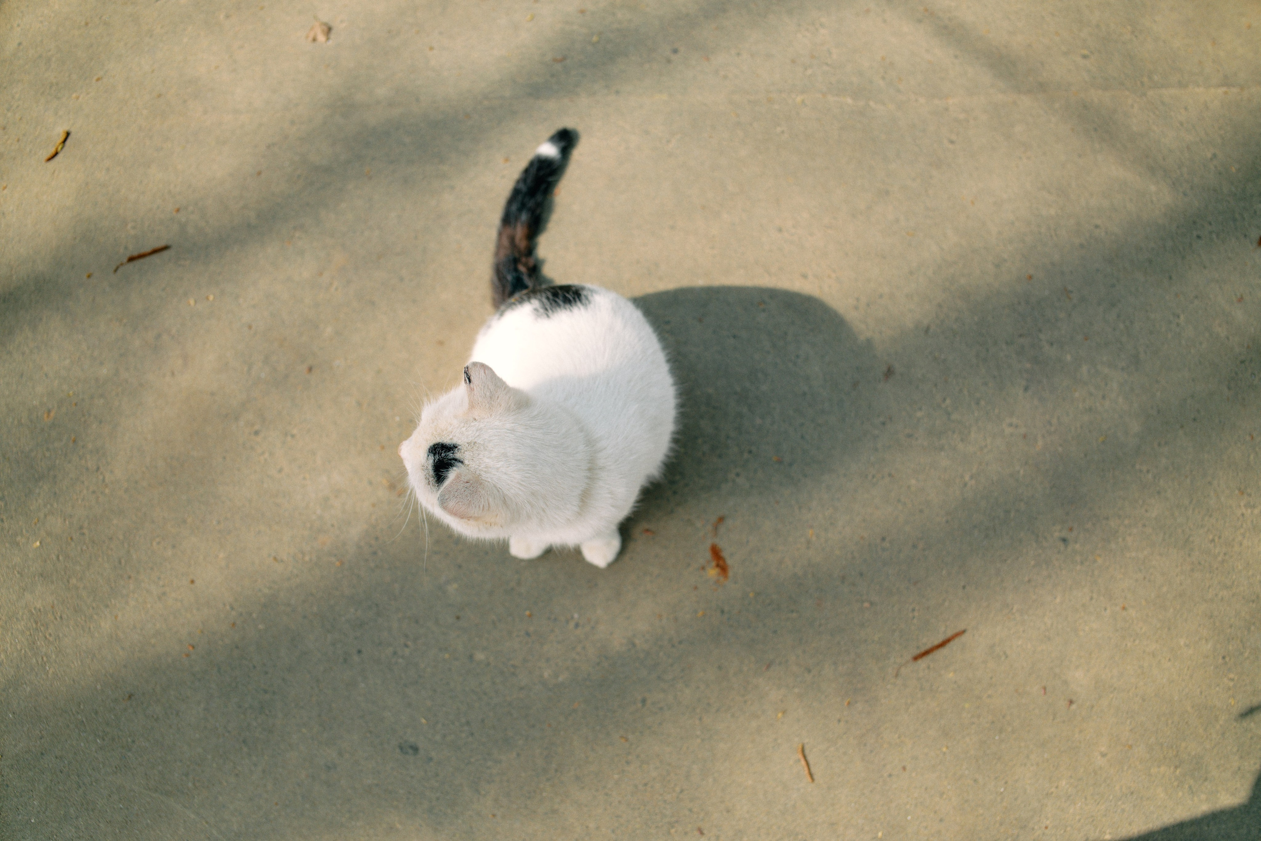 Бутик-отель Поле летом. Профессиональный Фотограф во Владимире, в Москве и в Суздале — Полина Романычева