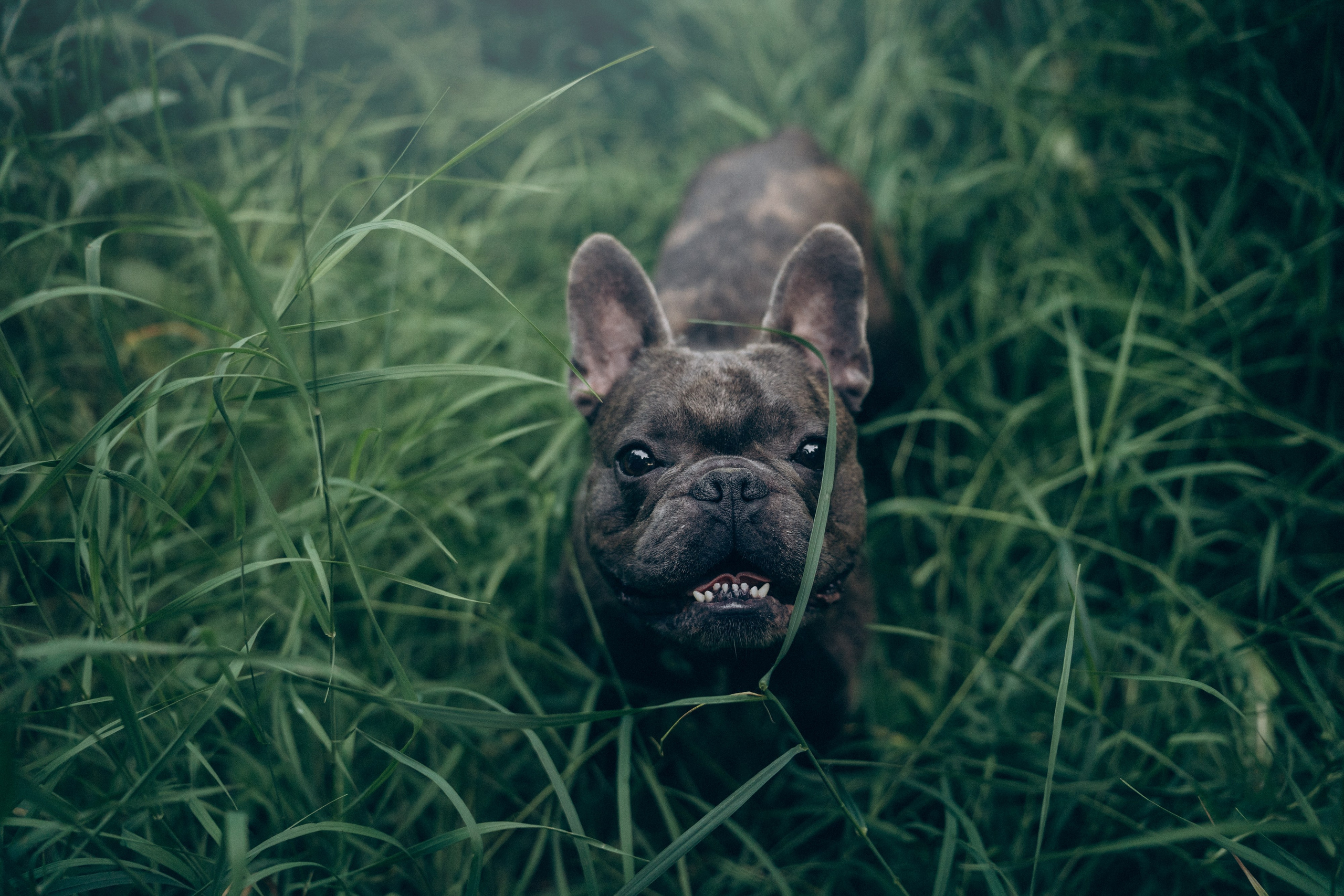 Аня и Чак. Фотограф анималист в Москве и Санкт-Петербурге Свиридова Анна