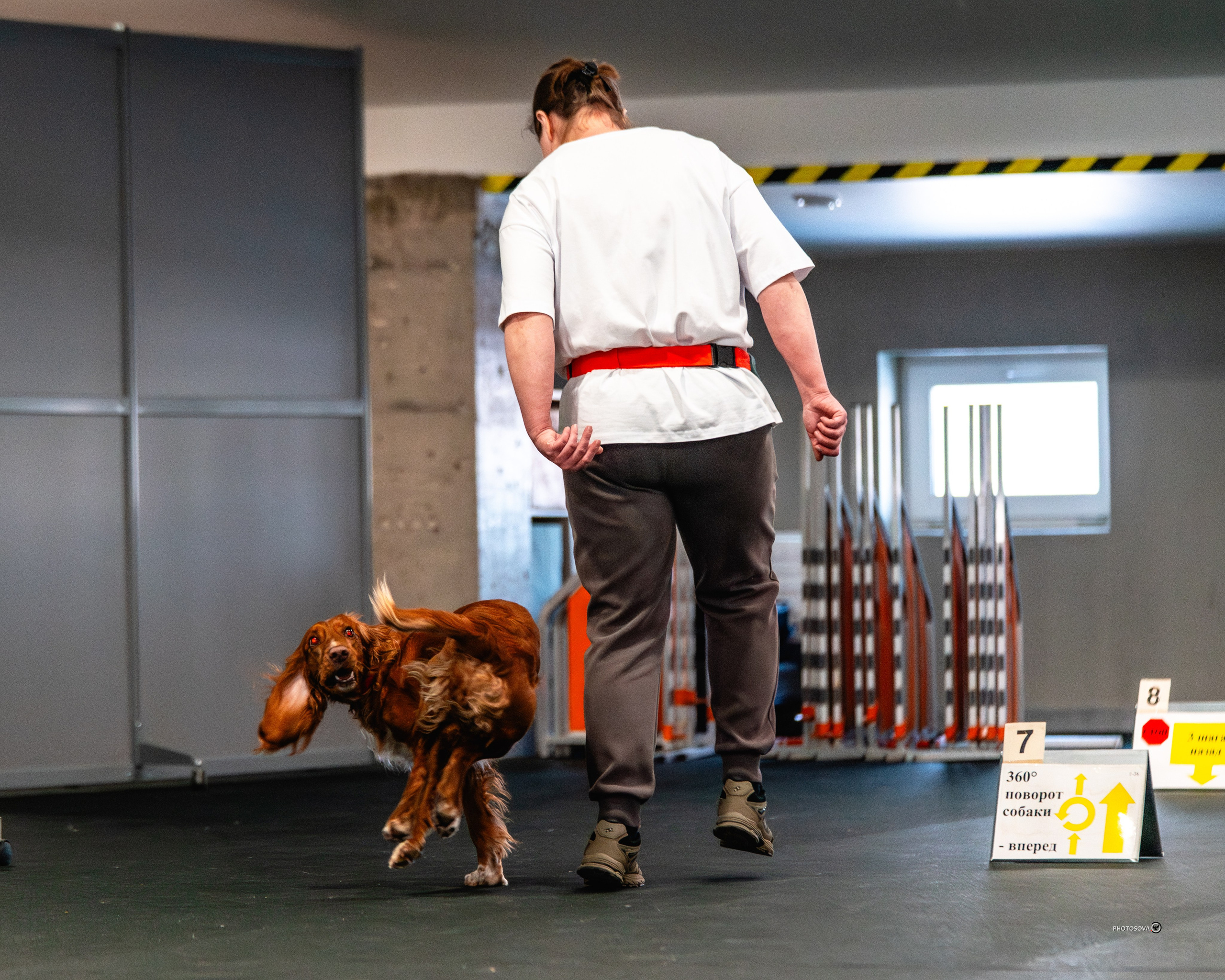 ТЫ И Я (соревнования по ралли-обидиенс). Фотограф-анималист, семейный фотограф в Москве и Подмосковье. Фотосъёмка кинологических дисциплин
