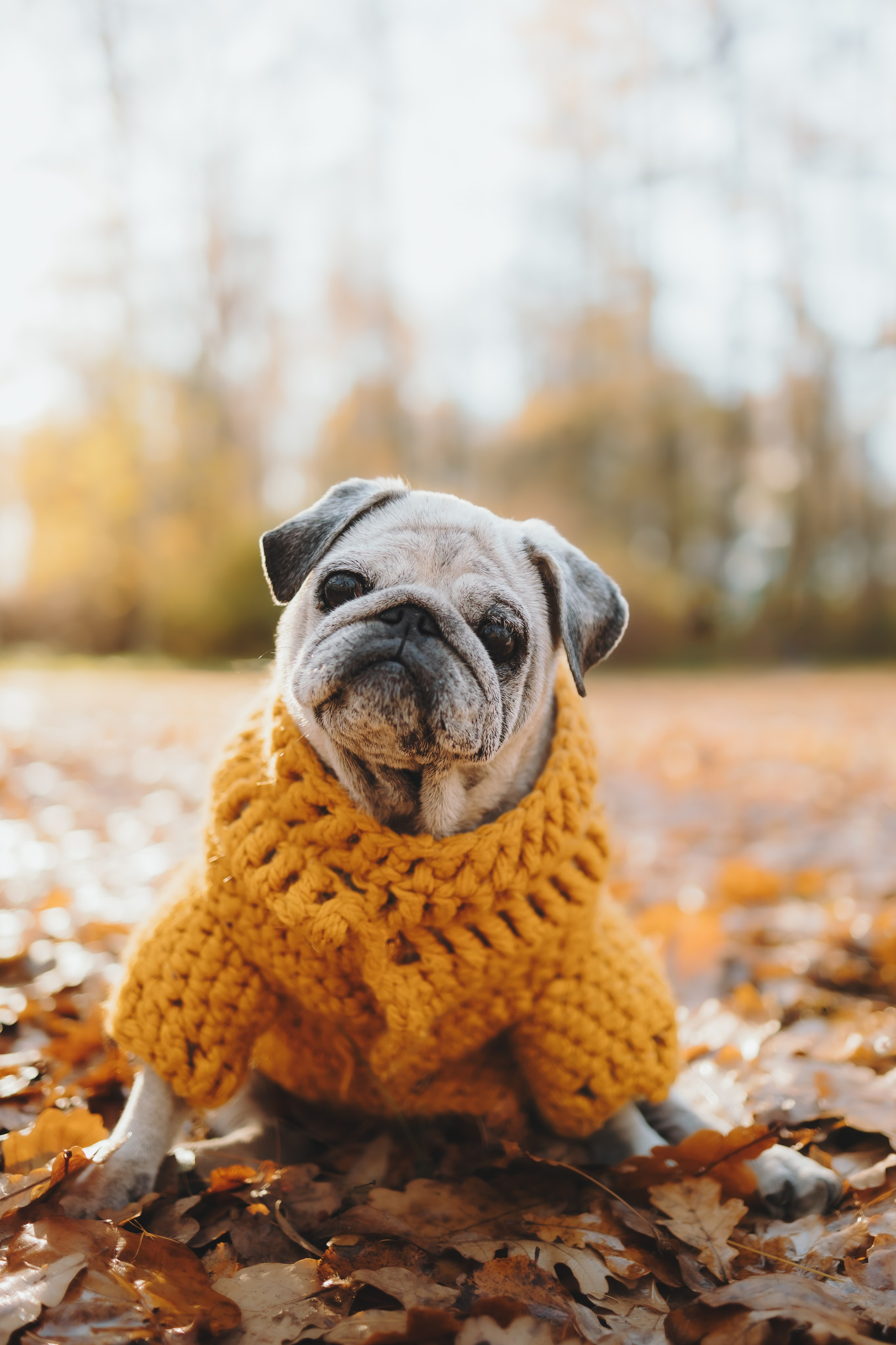 Габи и ребята. Фотограф-анималист в Санкт-Петербурге Алина Яхонт