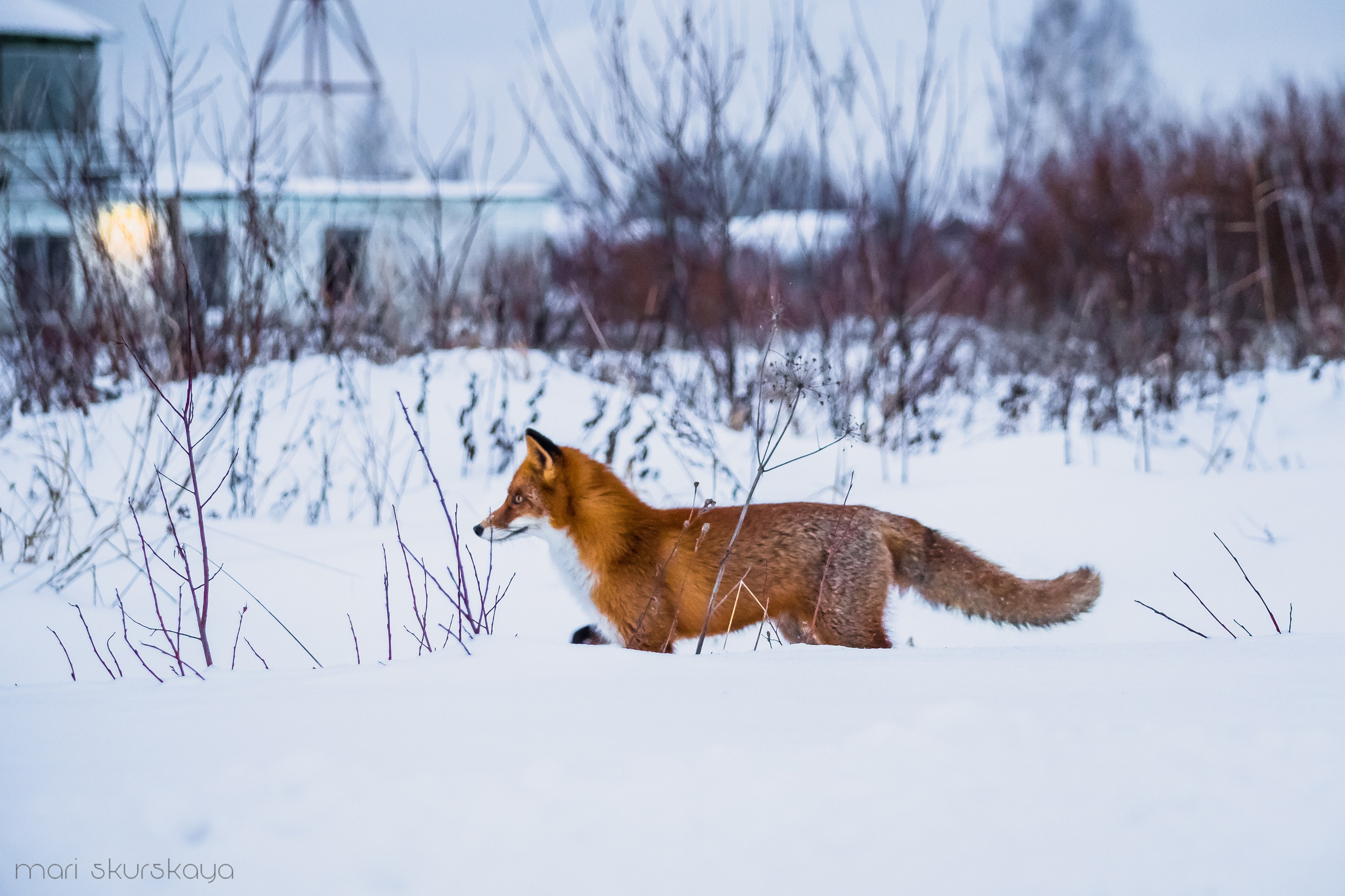 Природа. Мотофотограф в Санкт-Петербурге Мария Скурская