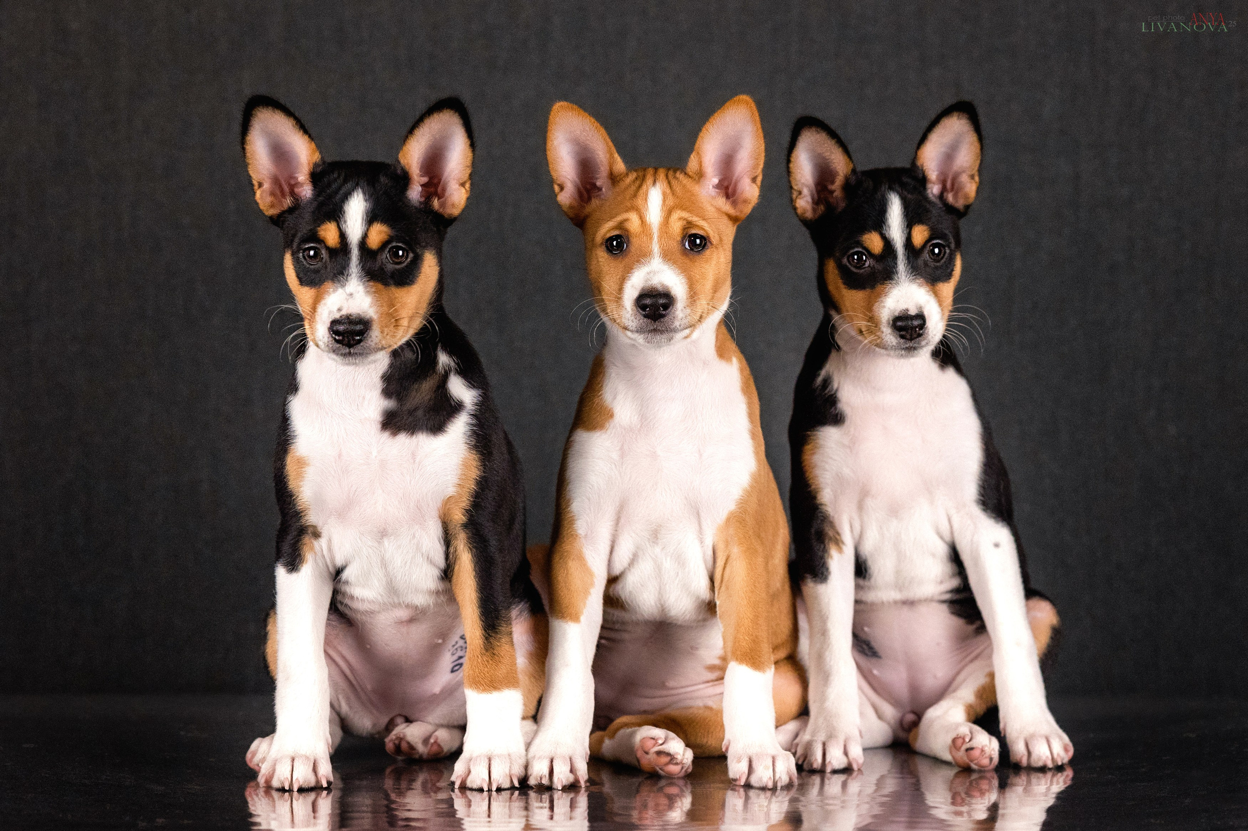 Басенджи. Фотограф анималист Аня Ливанова | Рыбинск