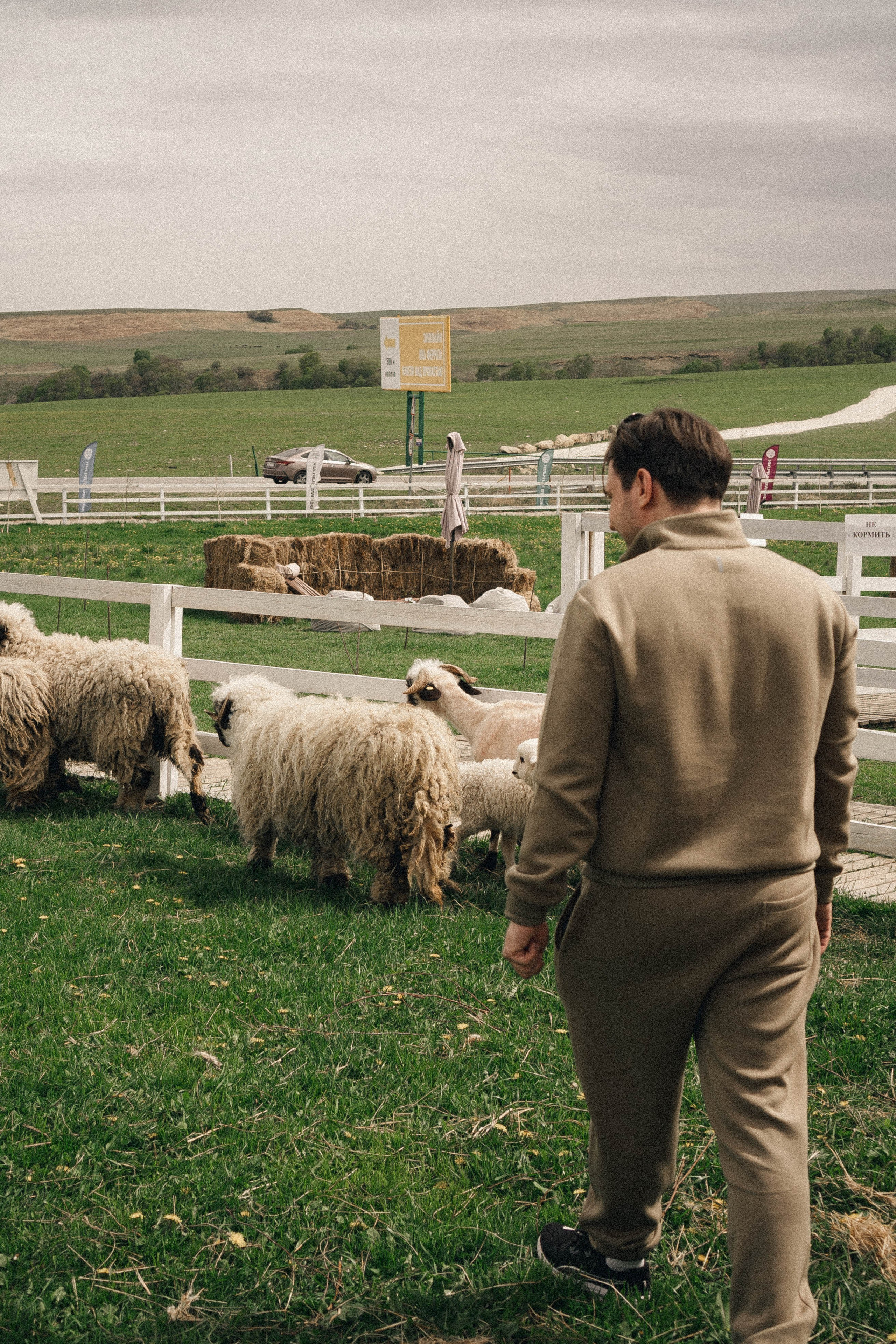 Ферма Альпак. Профессиональный фотограф, Санкт-Петербург — Виктория Богомолова