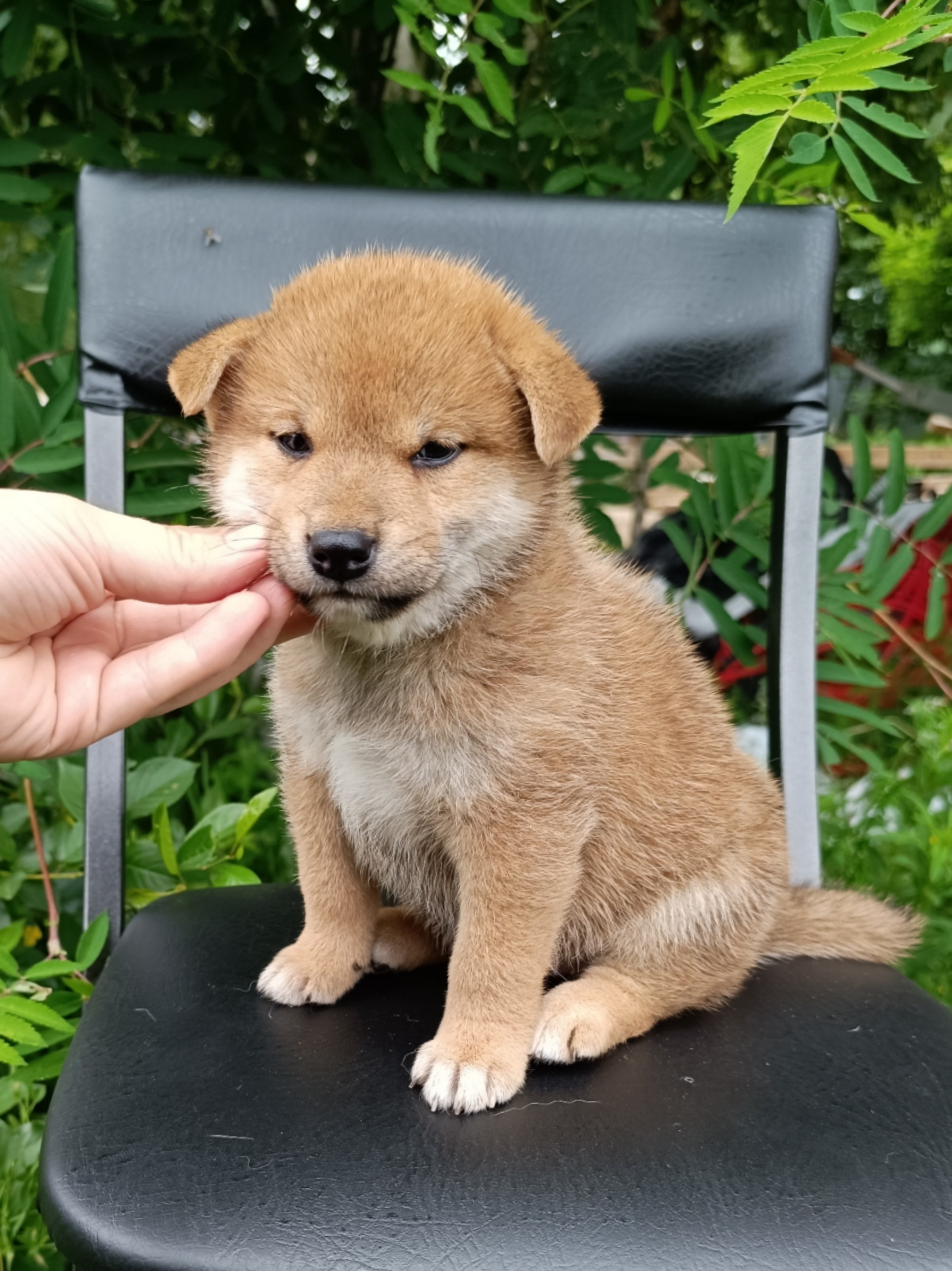 сиба питомник Рубилайт щенки на продажу rubylight  сиба щенки купить СПб Санкт-Петербург