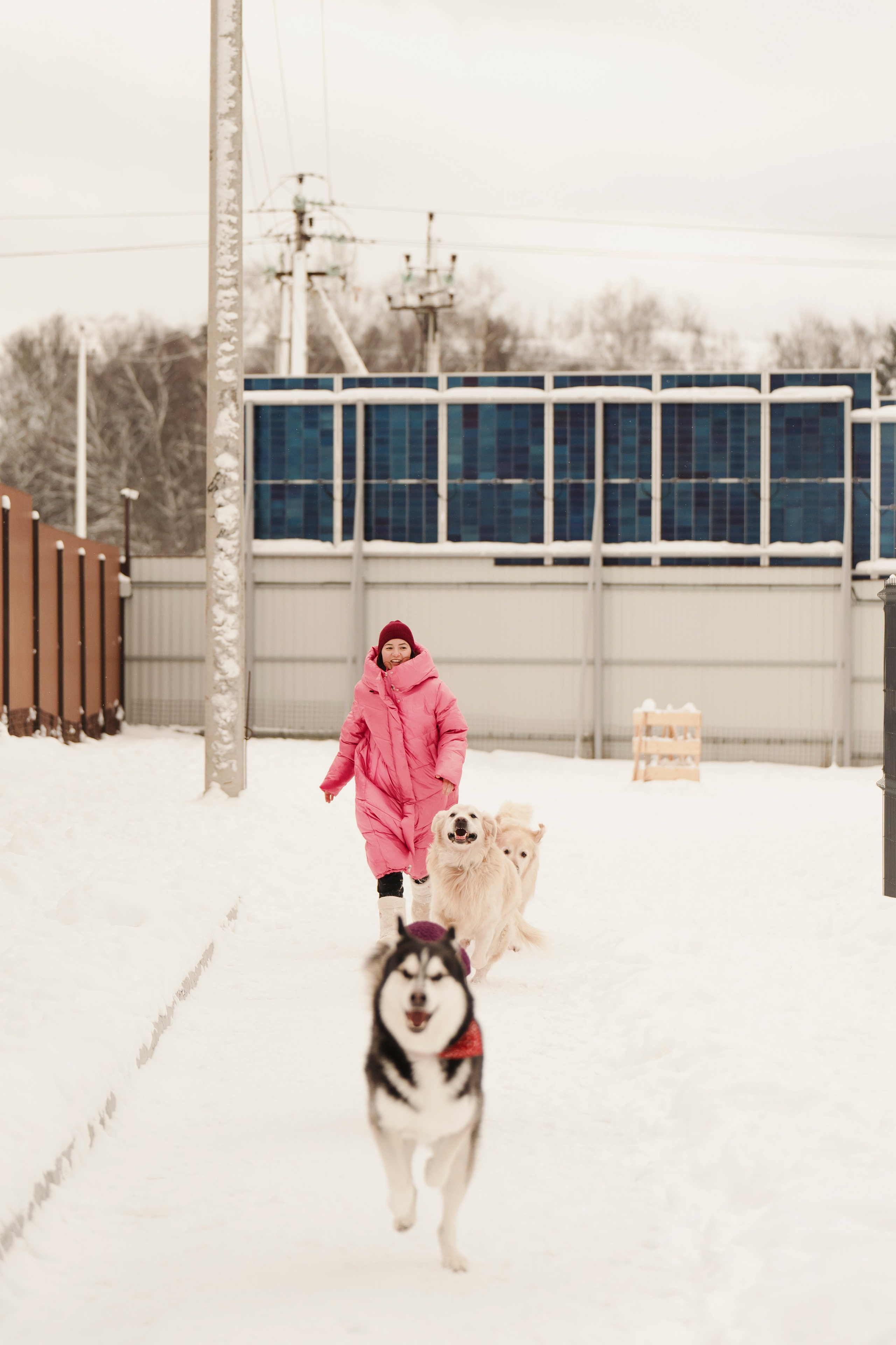 Зоогостиница Мишка. Фотограф- анималист Александра Матвеева