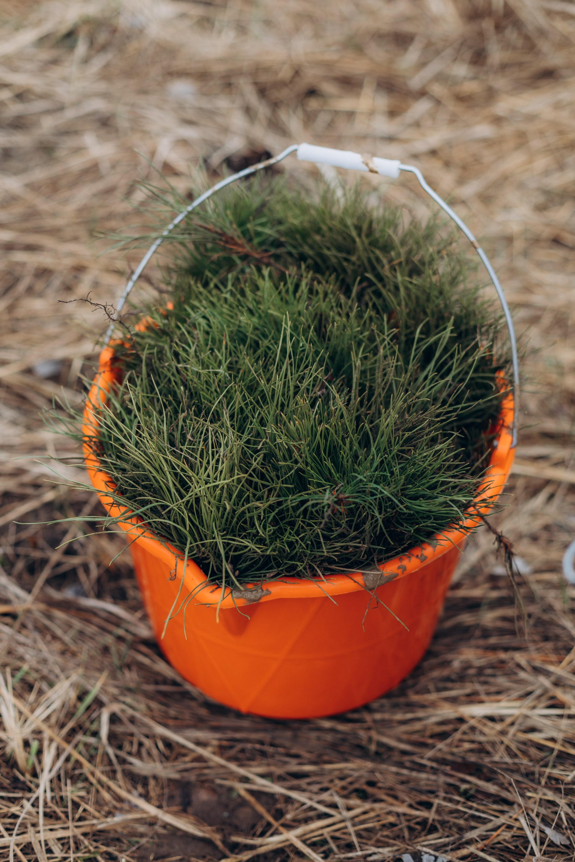 Акция «Лес будущего». Артём Панфилов — Свадебный и семейный фотограф в Ростове-на-Дону
