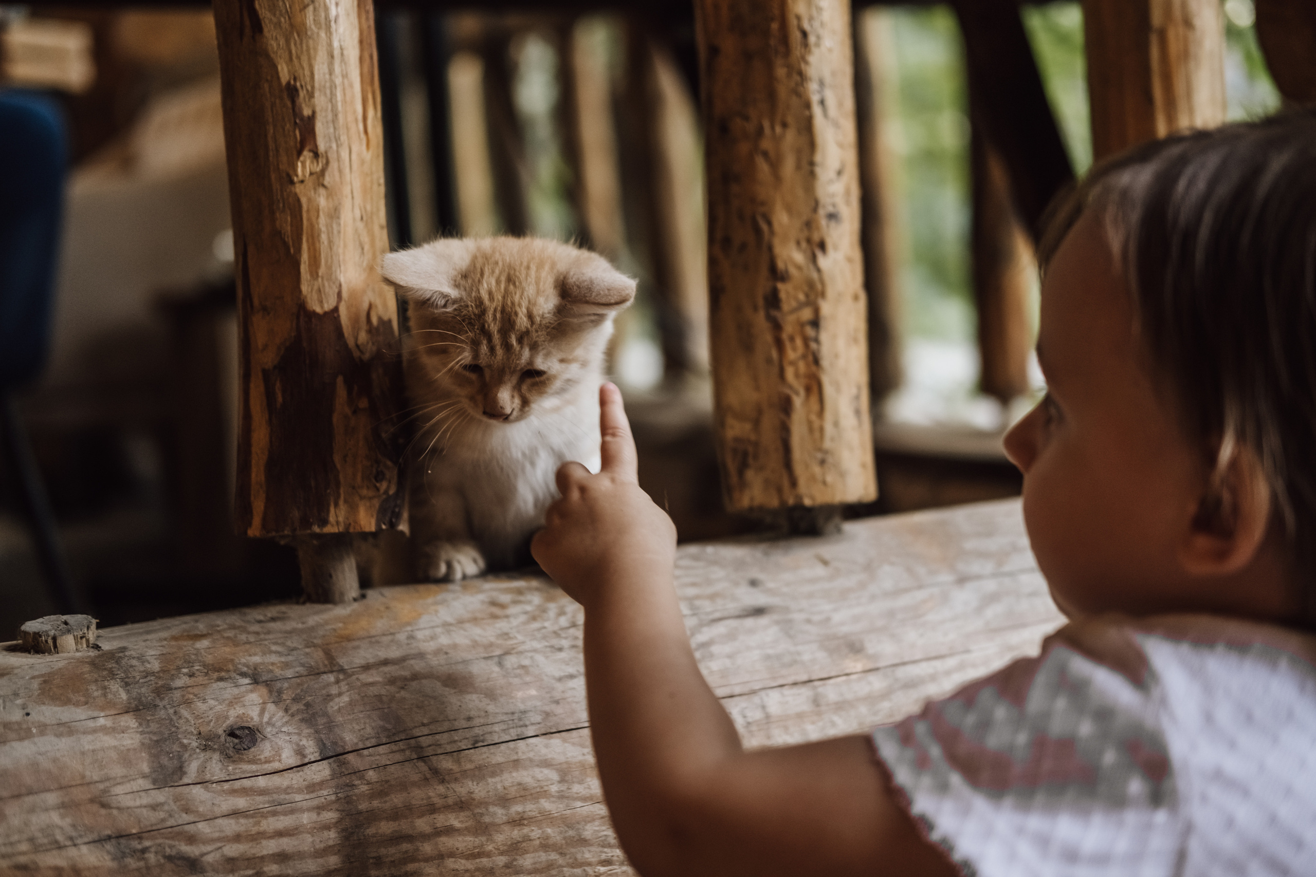 Маленькая девочка гладит пушистого котенка.