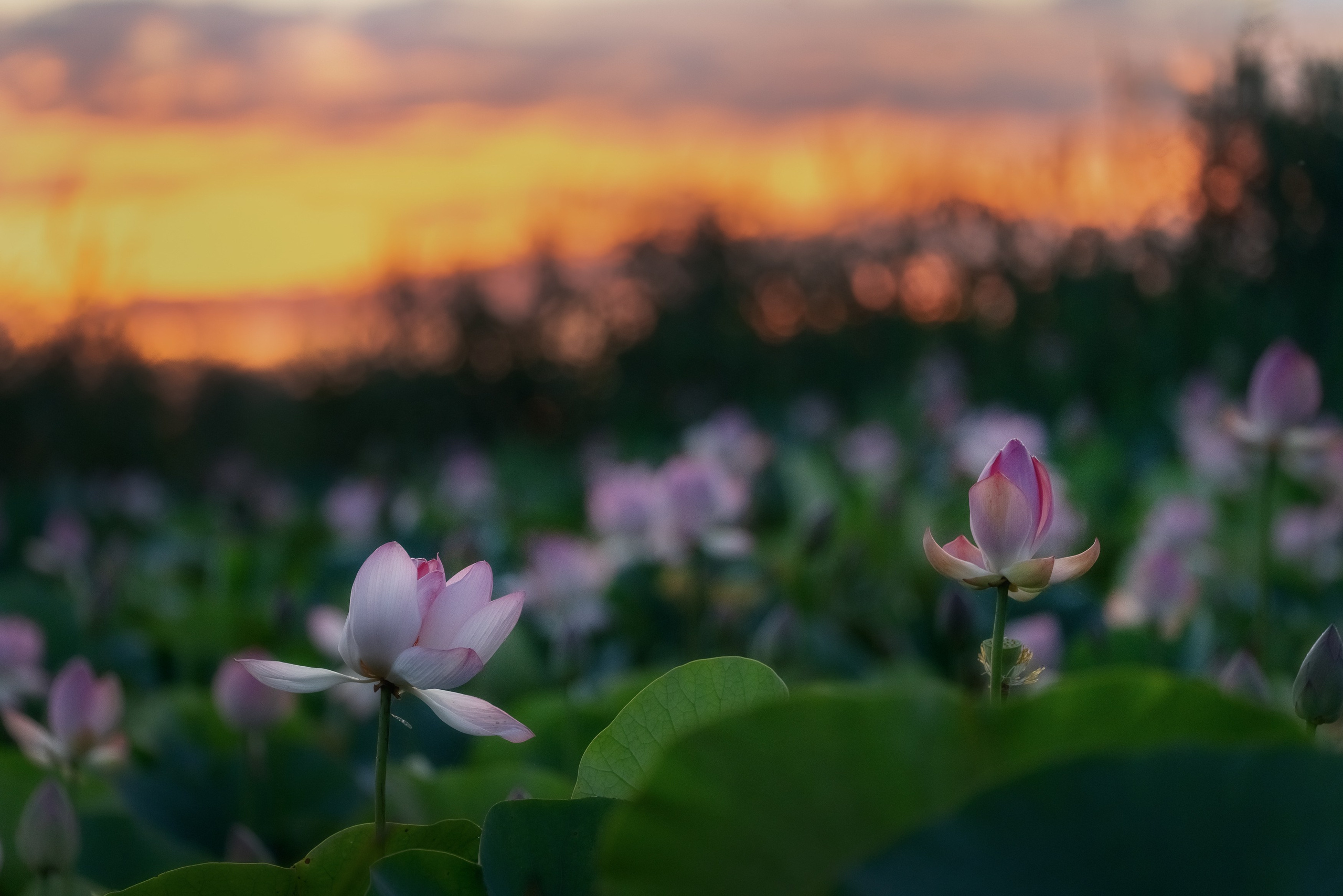 Золотые лотосы. Июль