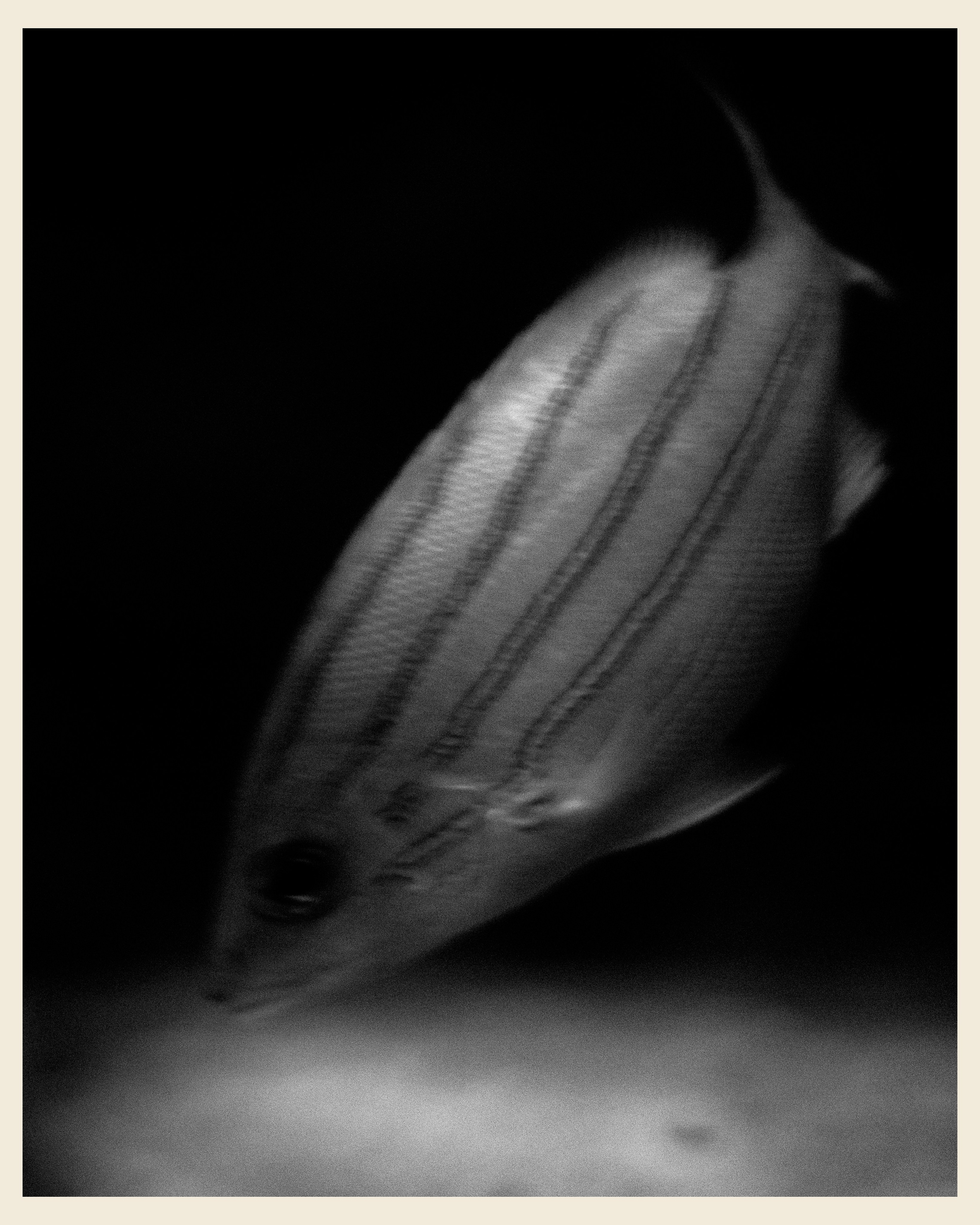 AILAND x VANO. Ivan Petrov photographer