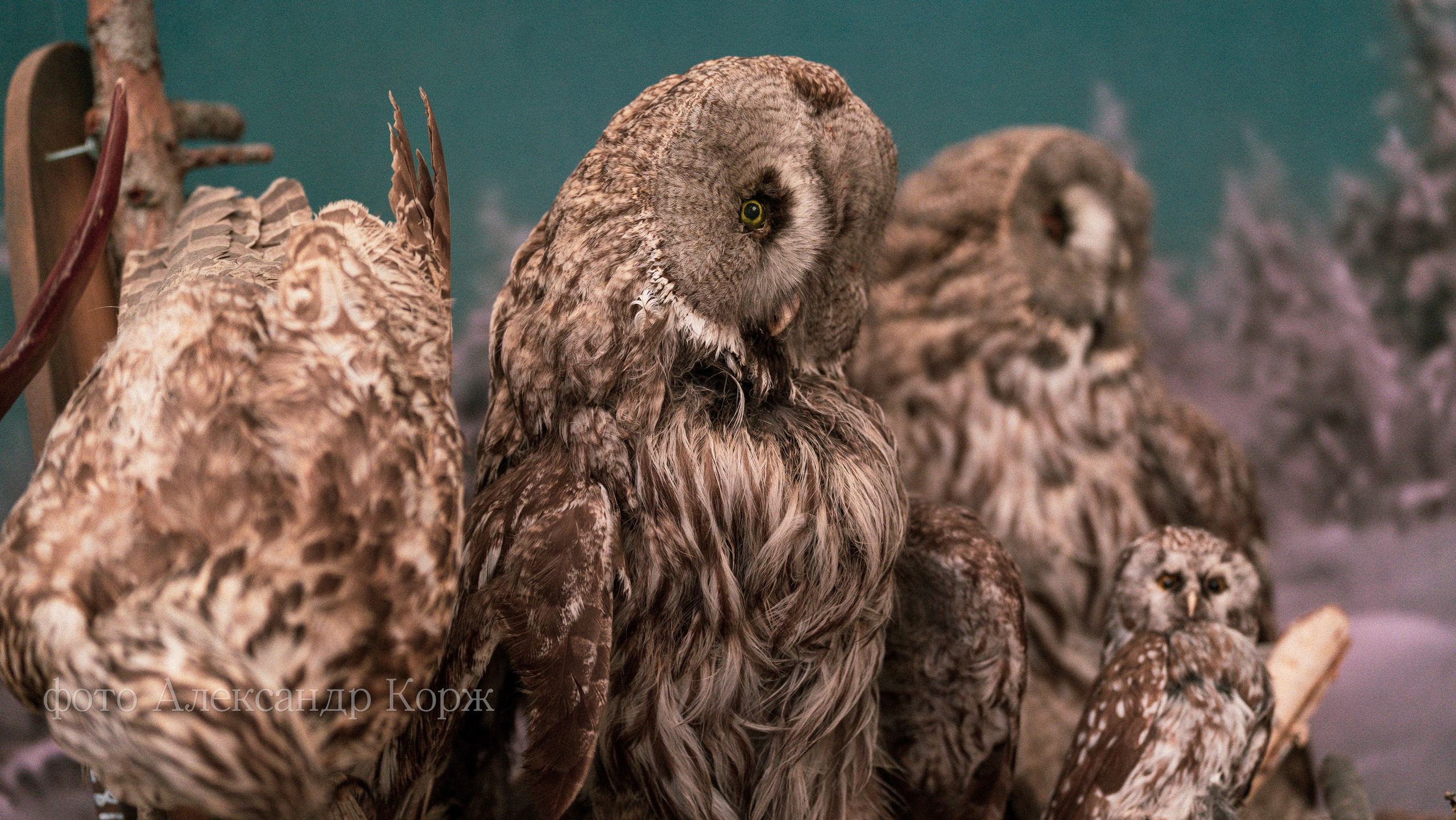 АЙХАЛ ЭКСПО-2025. Фотографии и видеосъемка, Айхал, Удачный, Якутия. Фотографии Айхал