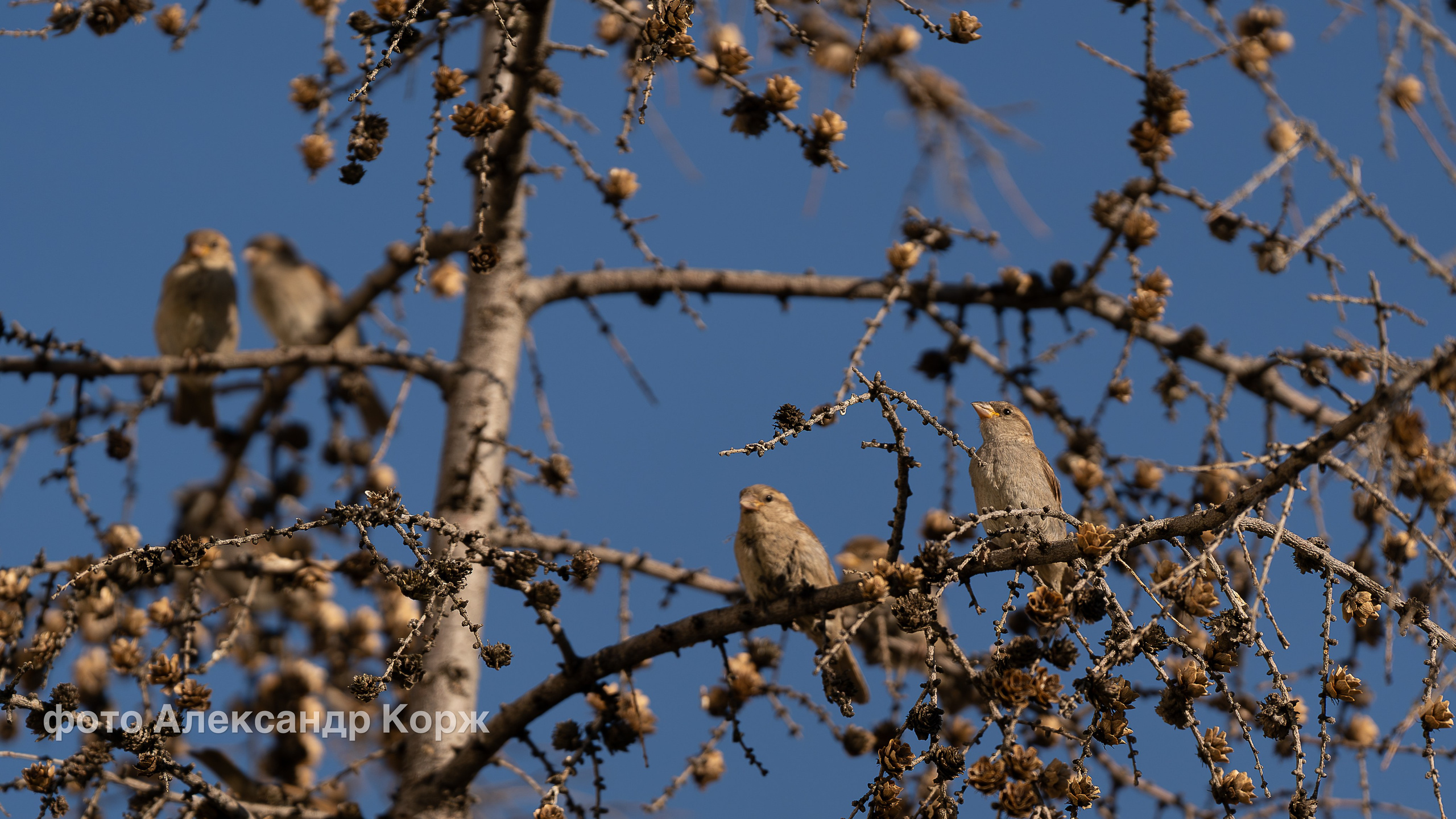 Животные. Фотографии и видеосъемка, Айхал, Удачный, Якутия. Фотографии Айхал