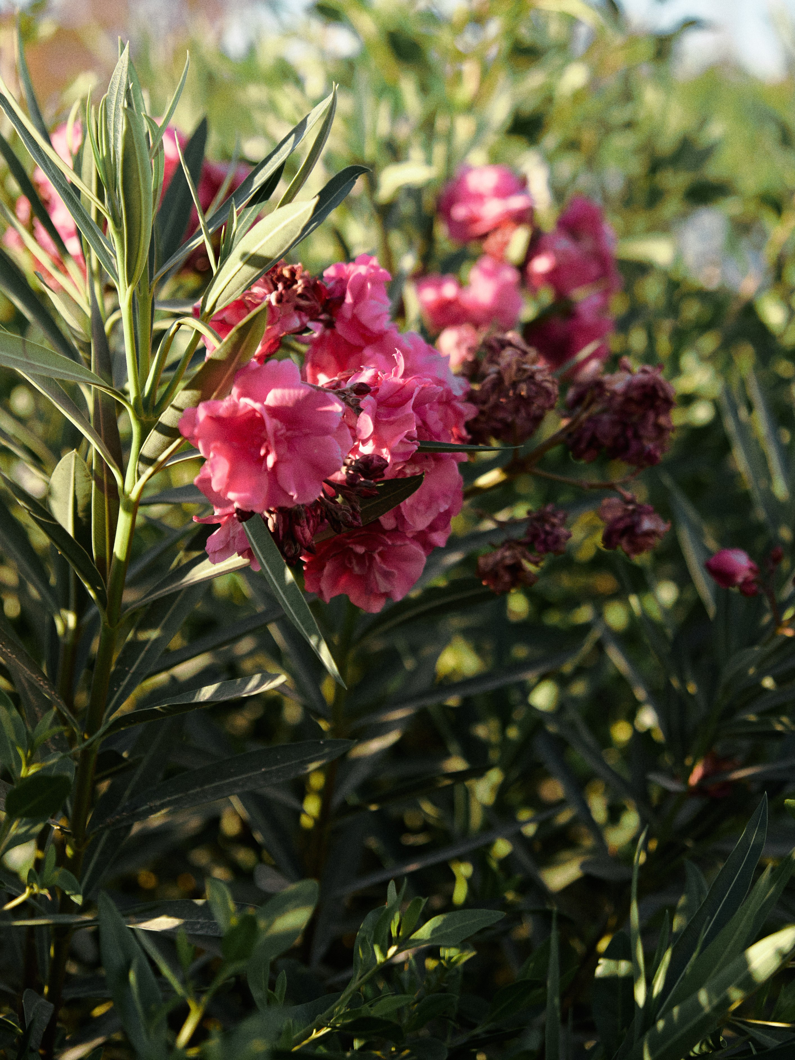 Природа. Jorgis Talè — photographer, kind person, teacher of arts and other mag