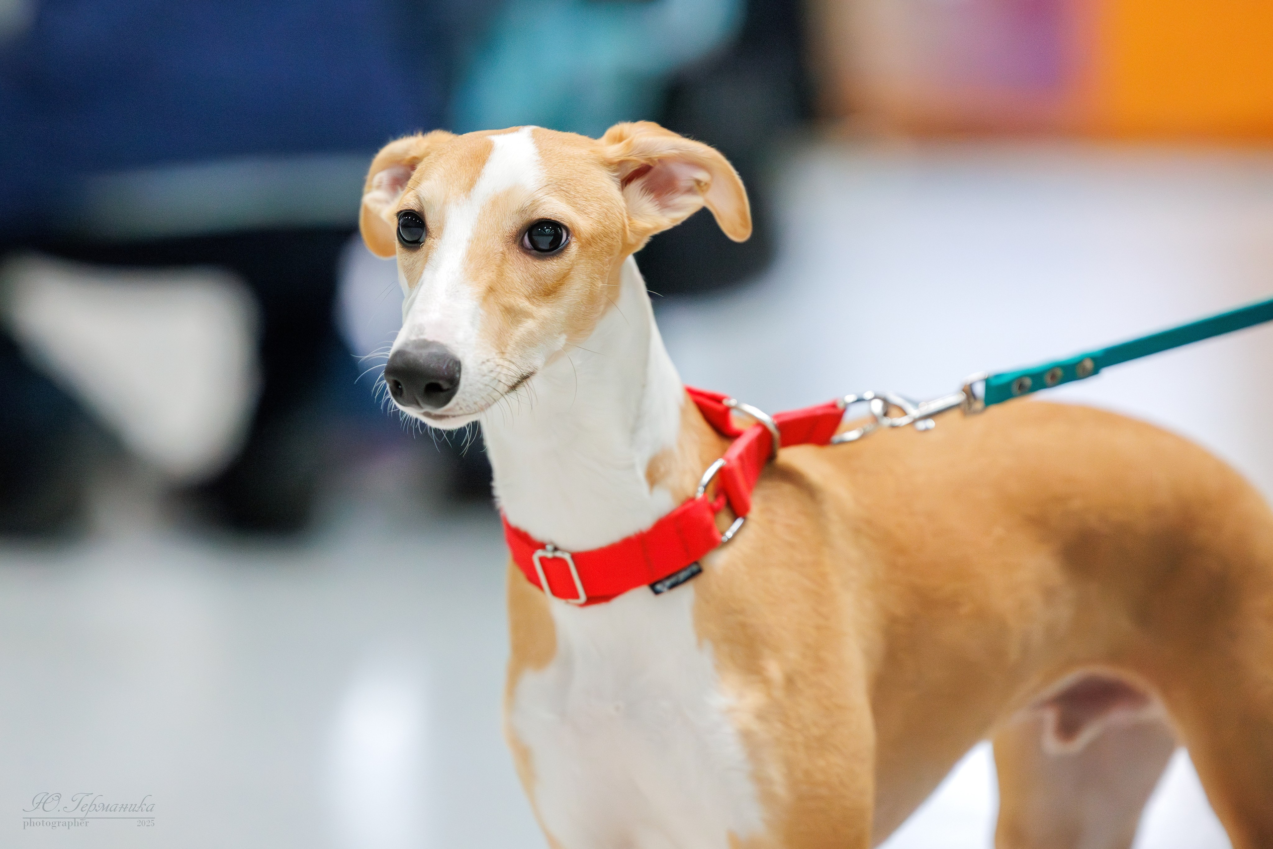 Питер ротвейлеры 18.01,Крокус 19.01.2025. Фотограф-анималист Юлия Германика