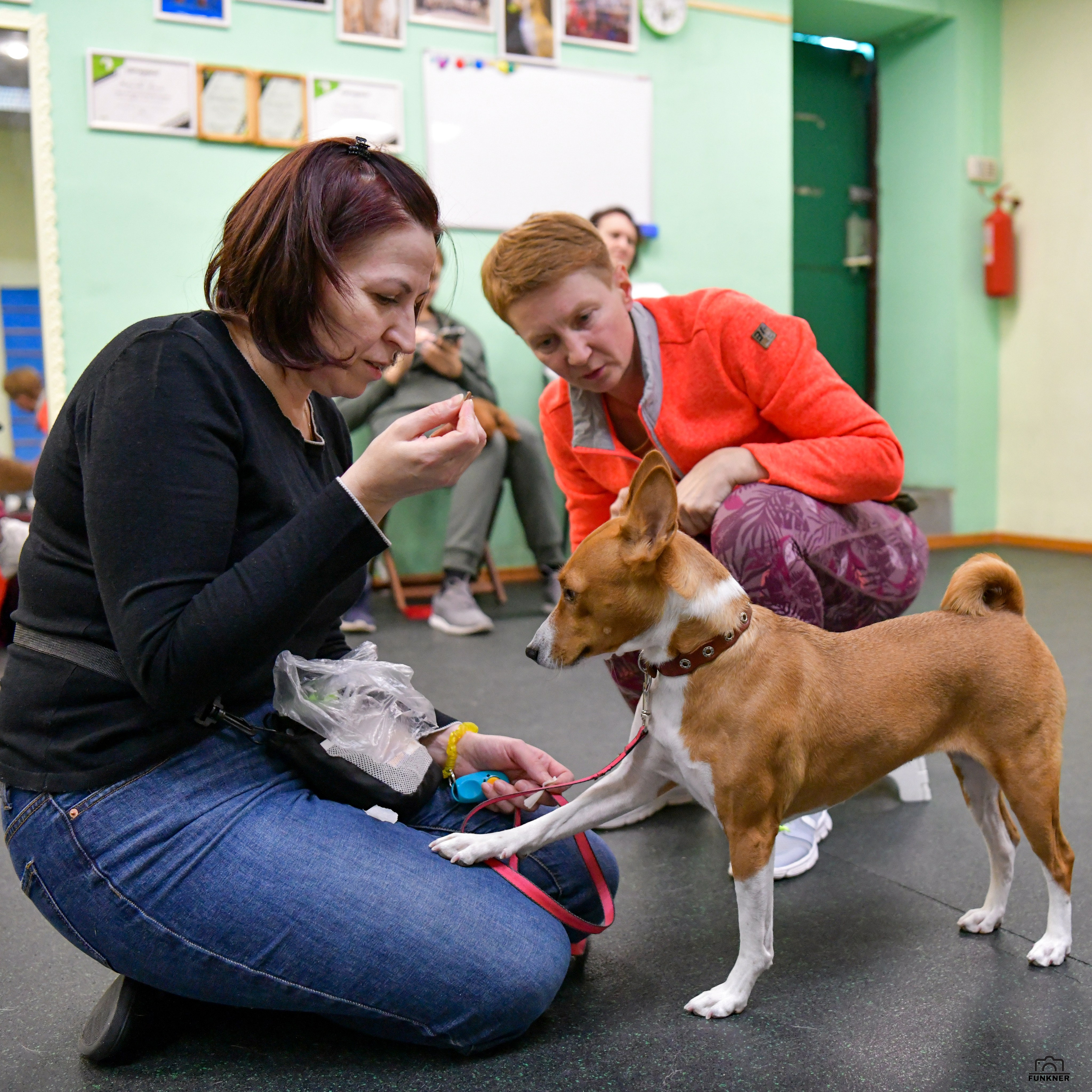 Кинологический клуб «Бодрый хвост». Свой взгляд через объектив