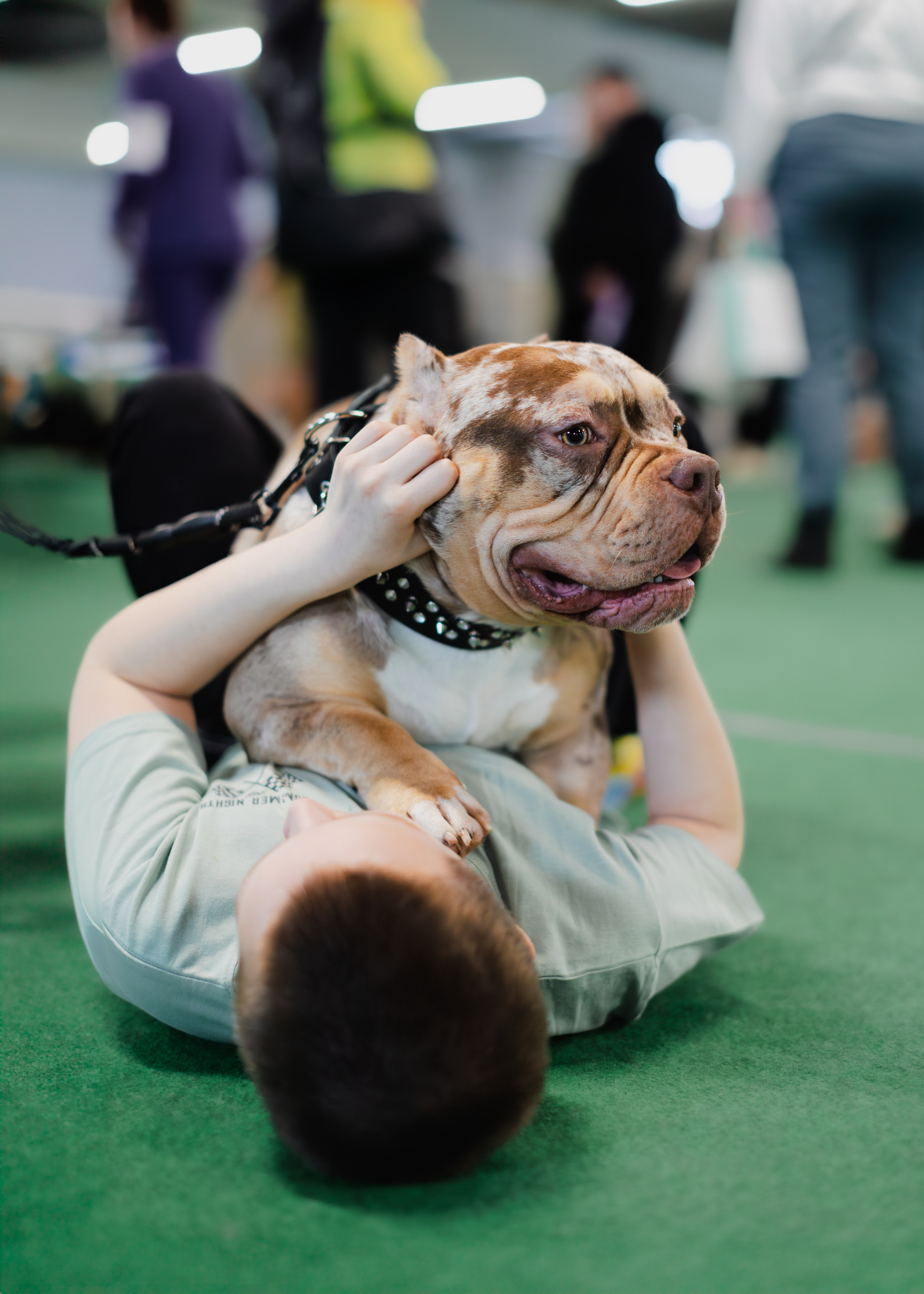 Выставки. Портретная и семейная съемка. Фотограф анималист
