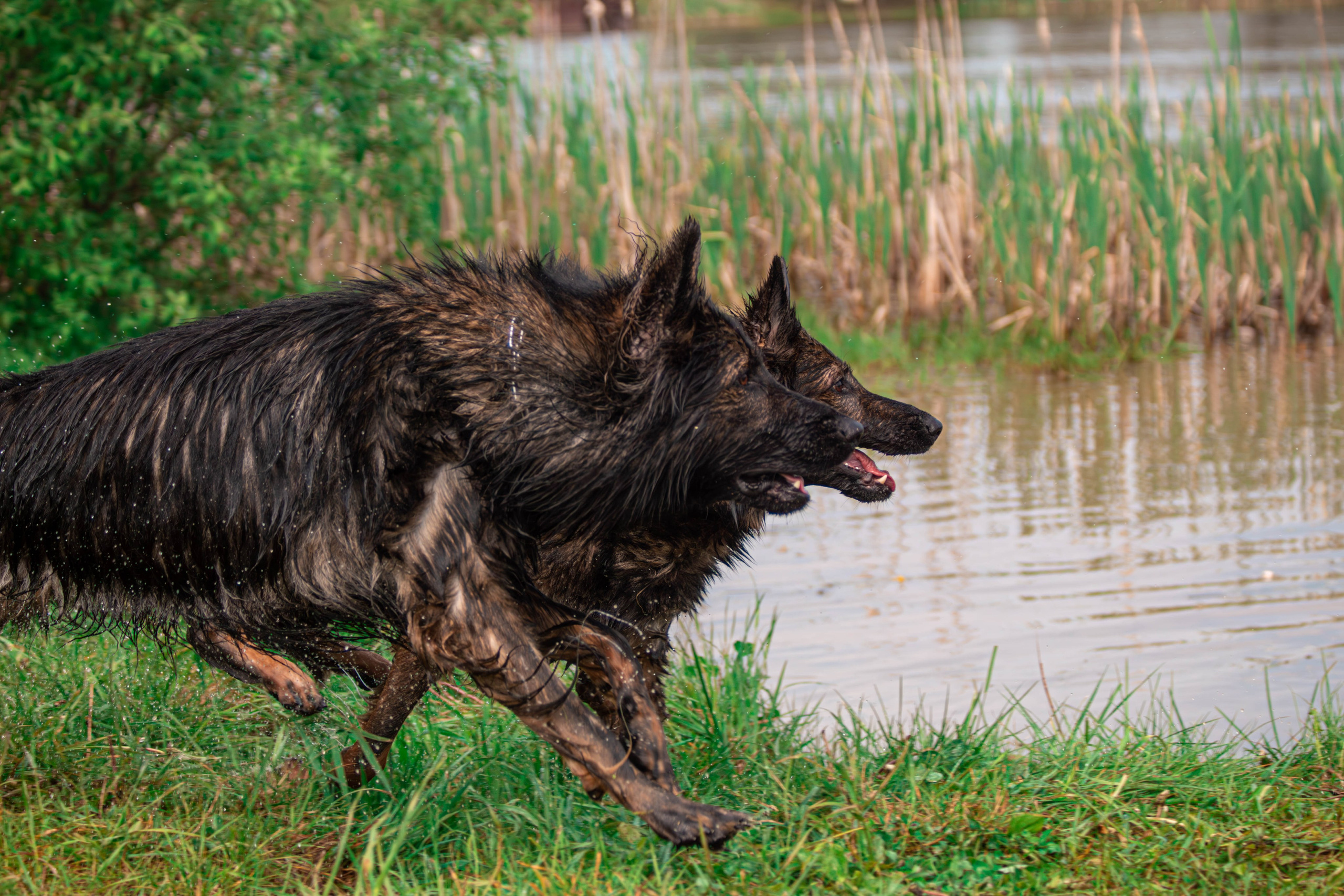 Фотосессии с животными Тула. Фотограф анималист — Тула, Москва