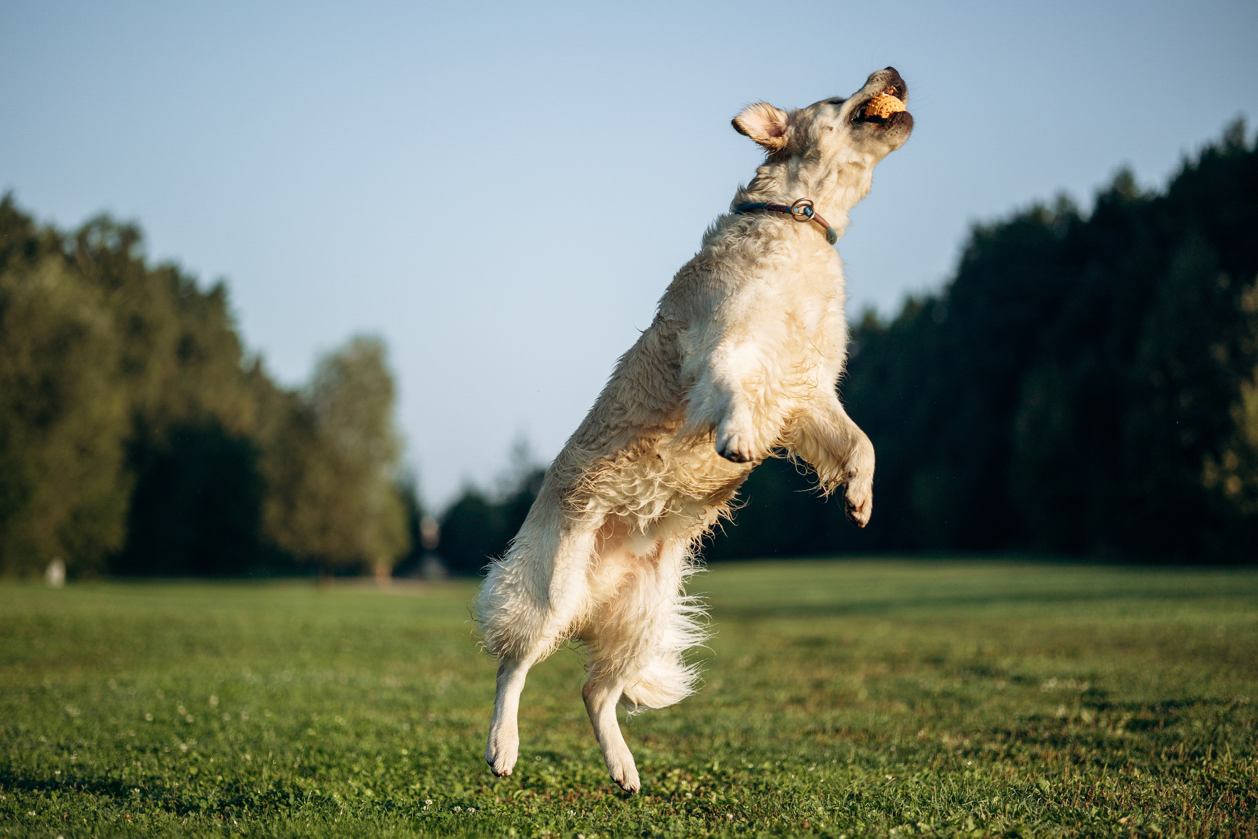 Ирина и ее золотинки. Фотограф — Анималист | Санкт-Петербург