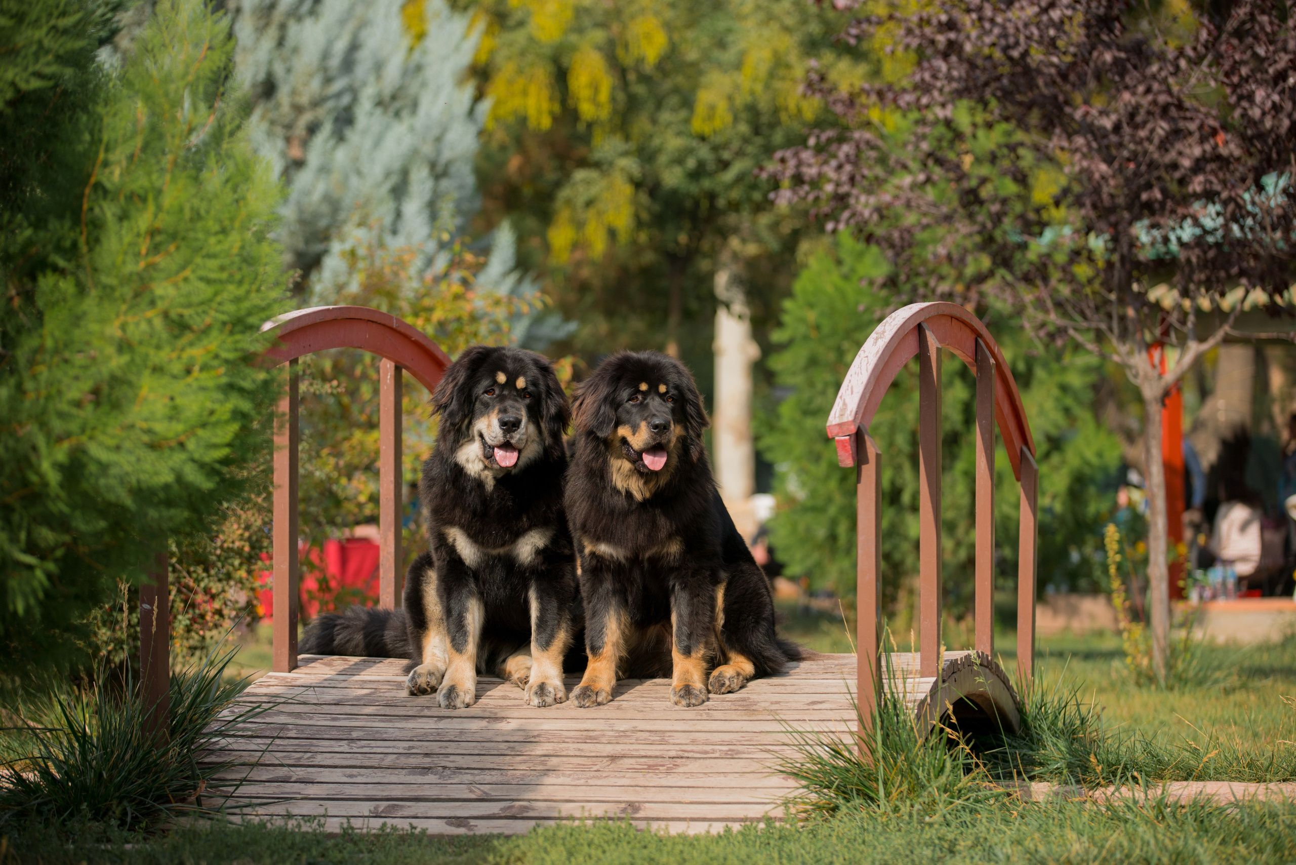 Ташкент 6-8.10.2023 + Алматы 14-15.10.2023. Фотограф-анималист Юлия Германика