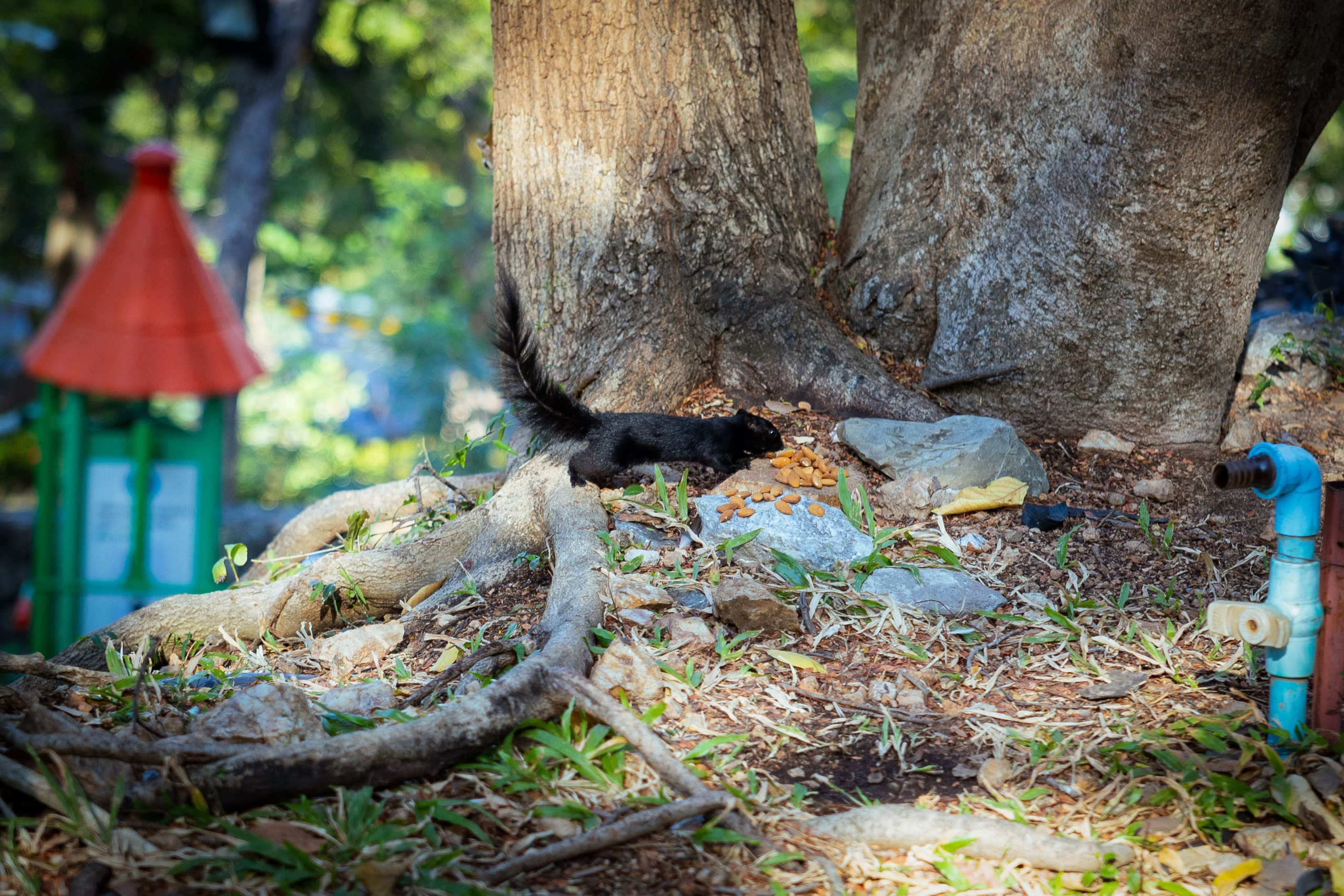 Таиланд (зима 2025). Фотограф Виноградов Константин