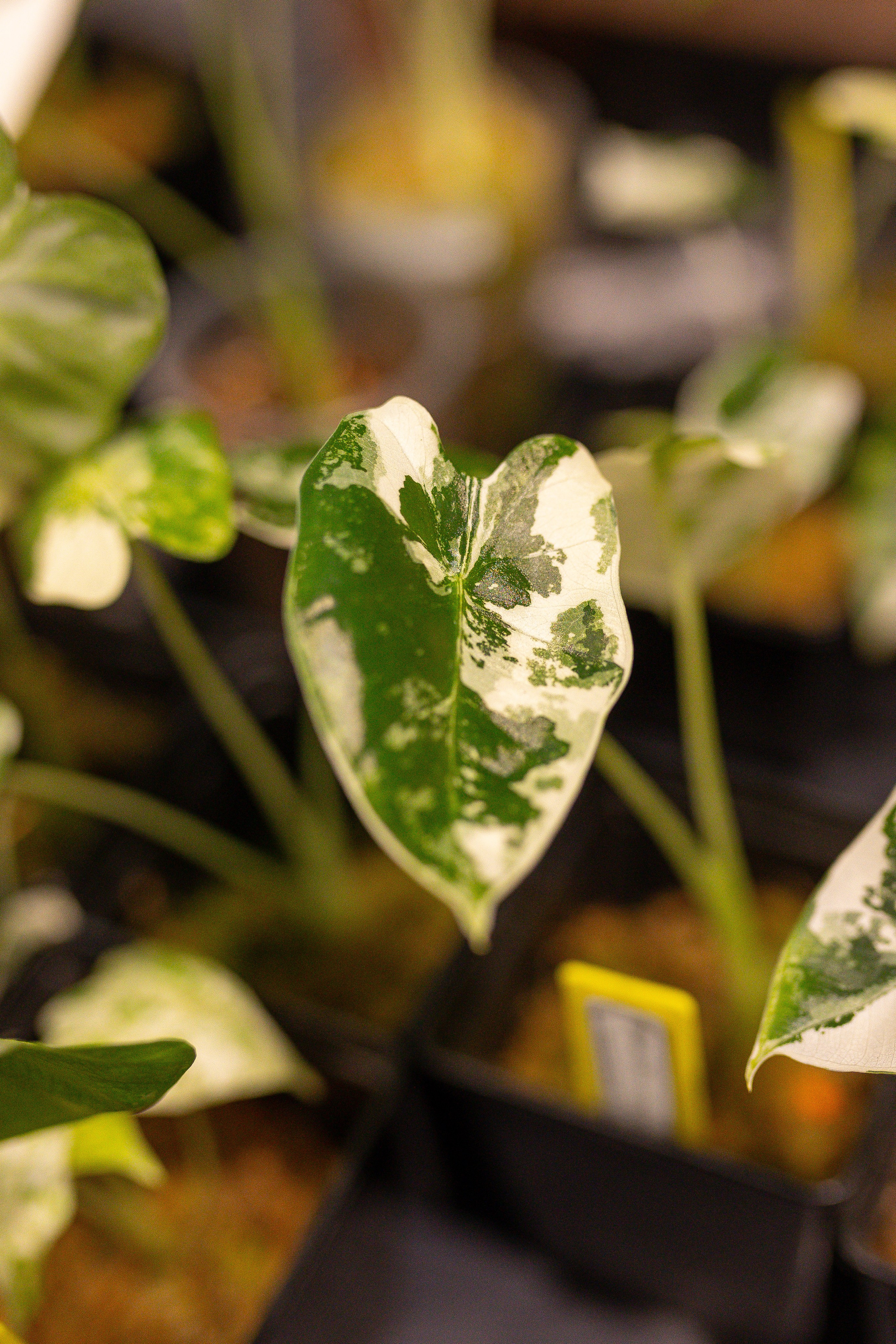 Ярмарка Green Rare 20.09.25. Александра Куликова фотограф, Москва