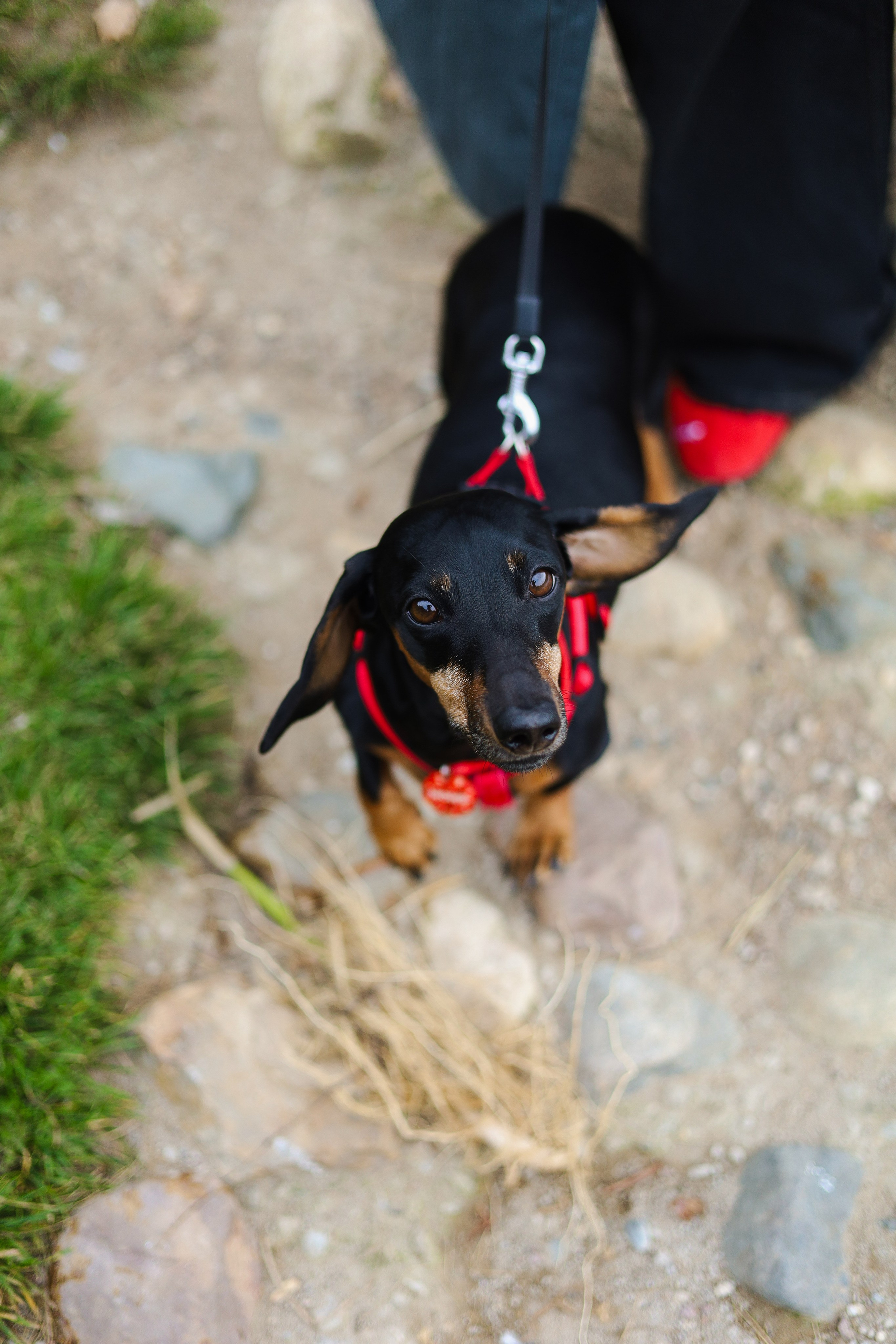 Моня и Оля. Фотограф-анималист Ксения Шевцова|Москва