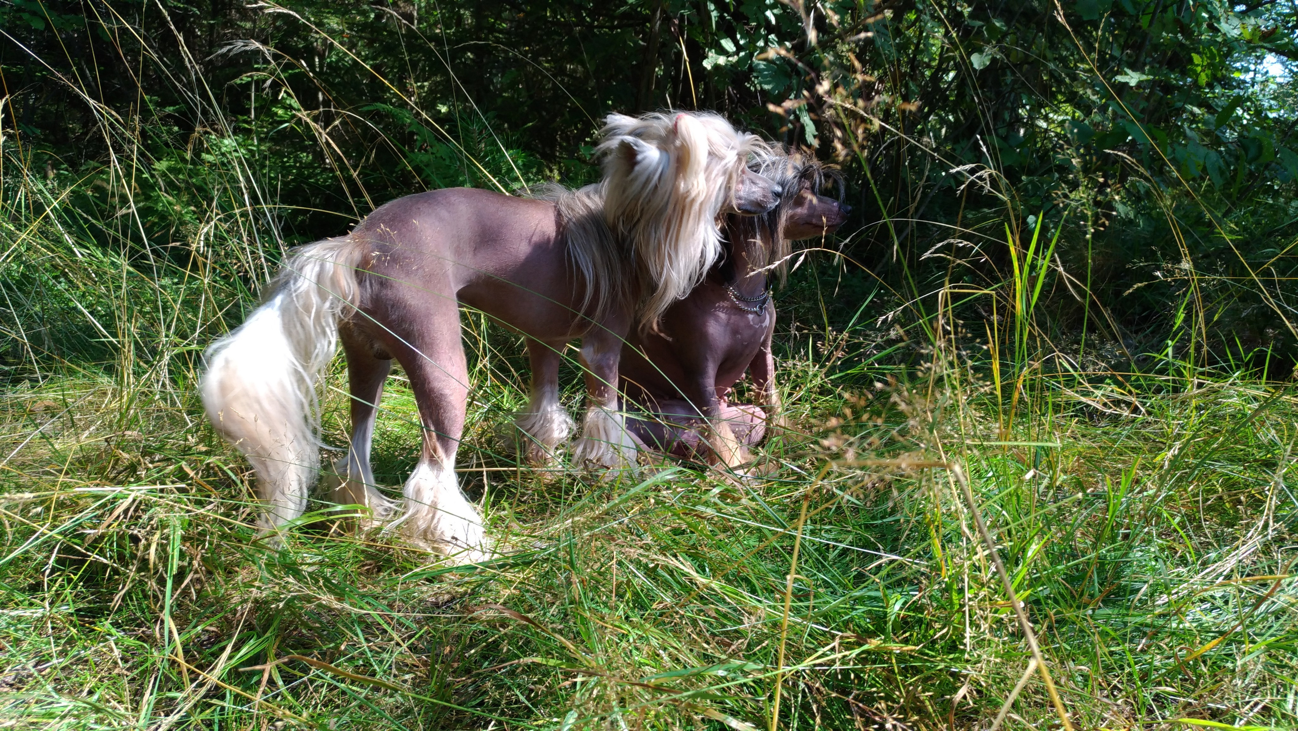 Hike to Konakovo. Poale Ell Chinese Crested Dog Kennel: Buy a puppy from the kennel