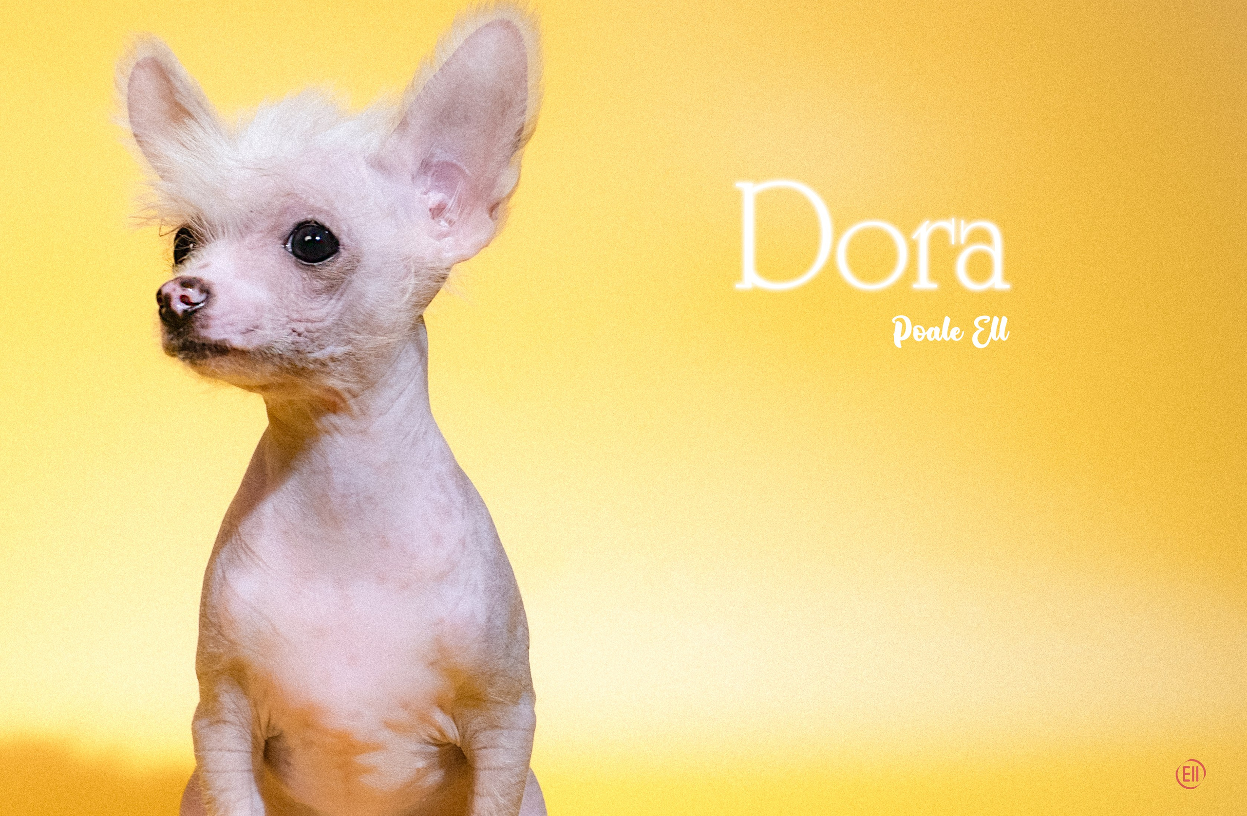 Poale Ell Dora. Poale Ell Chinese Crested Dog Kennel: Buy a puppy from the kennel