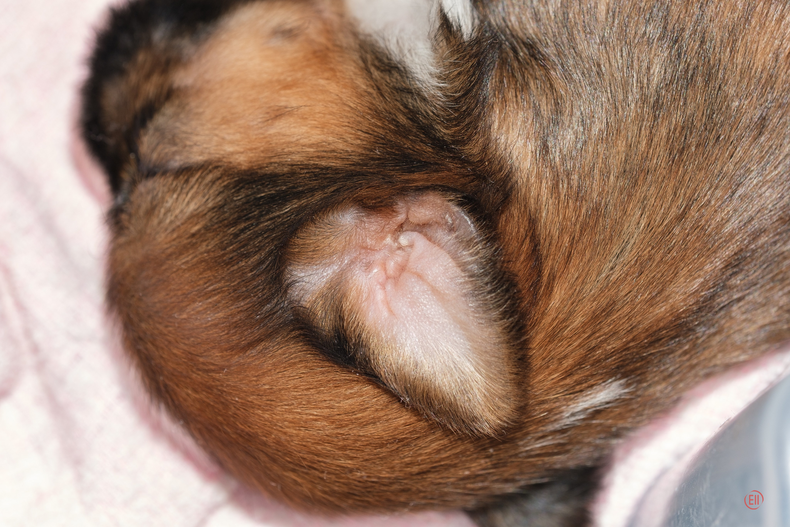 Litter V. Poale Ell Chinese Crested Dog Kennel: Buy a puppy from the kennel