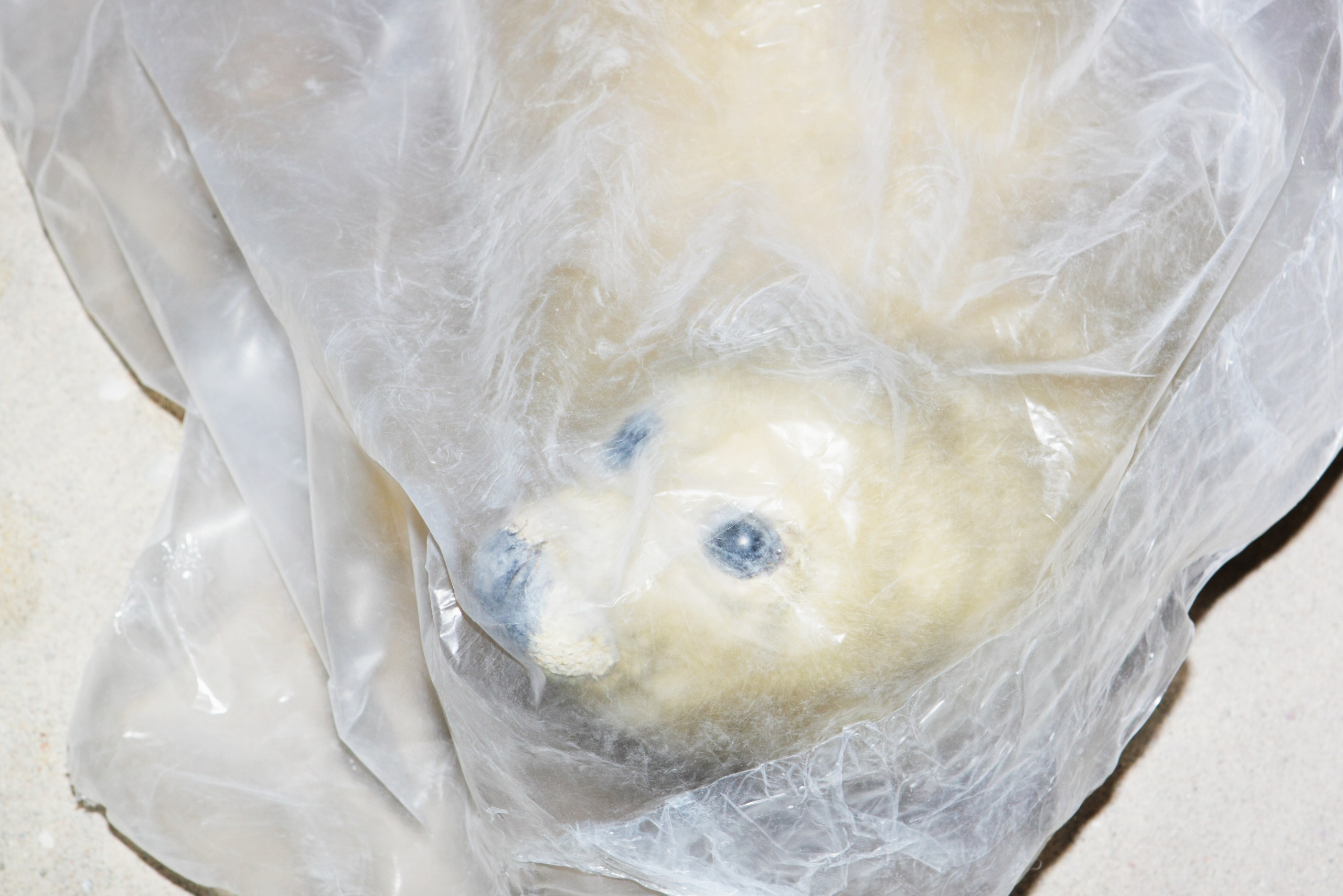 Ареал обитания. Фотографии Саши Любина