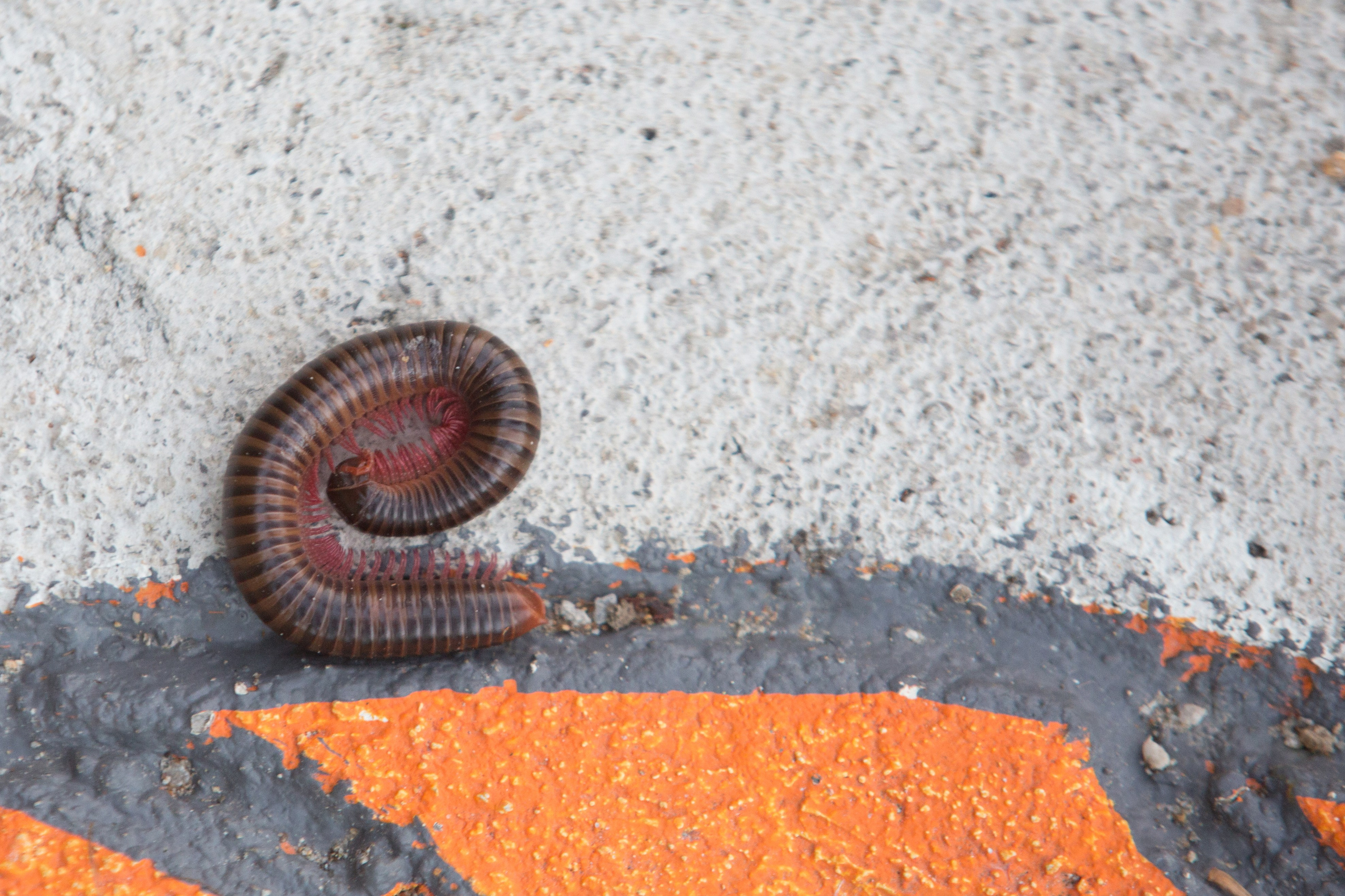 Фото Тайланда. Студия Максима Белослюдцева