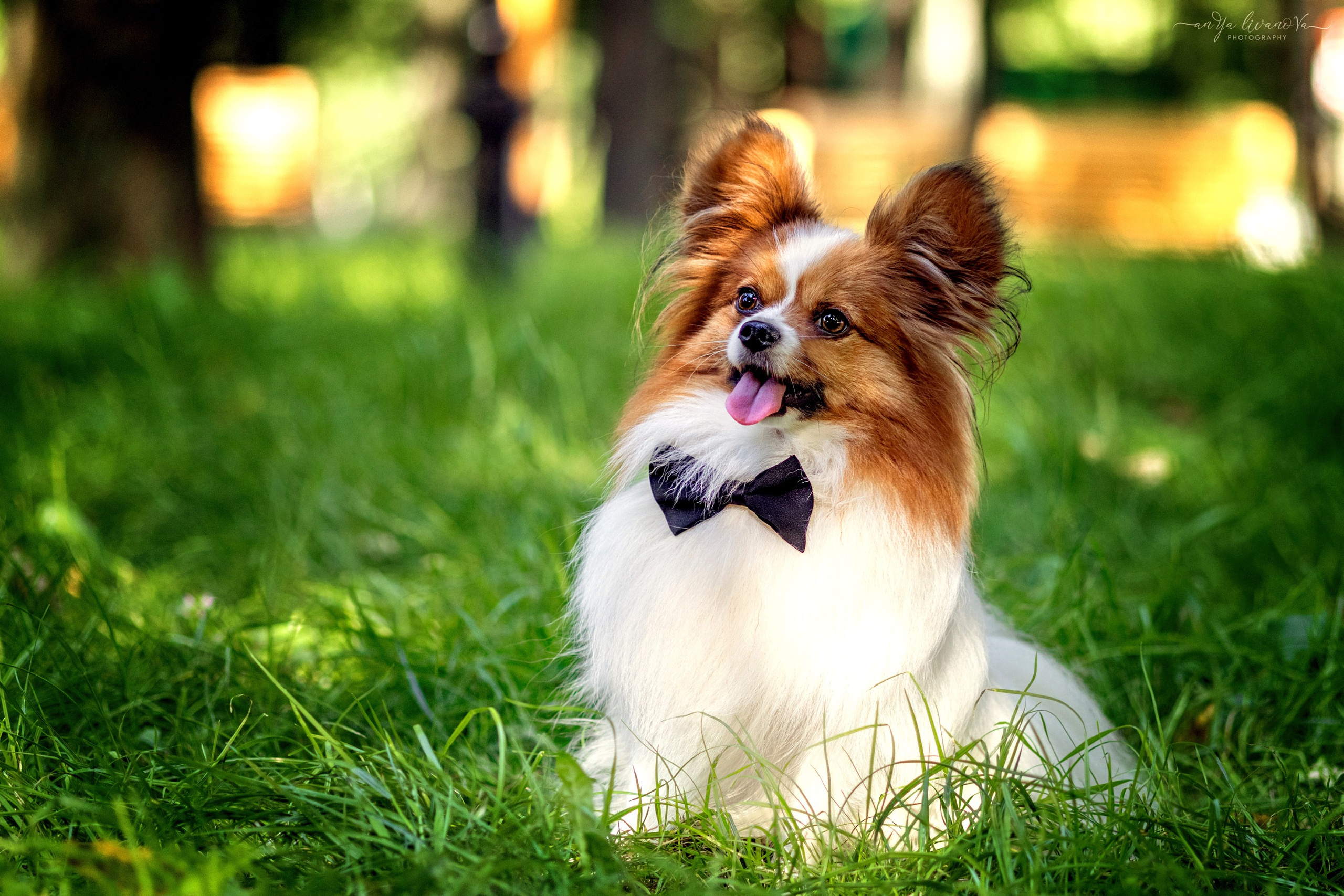 Царёчик 3 года. Фотограф анималист Аня Ливанова | Рыбинск