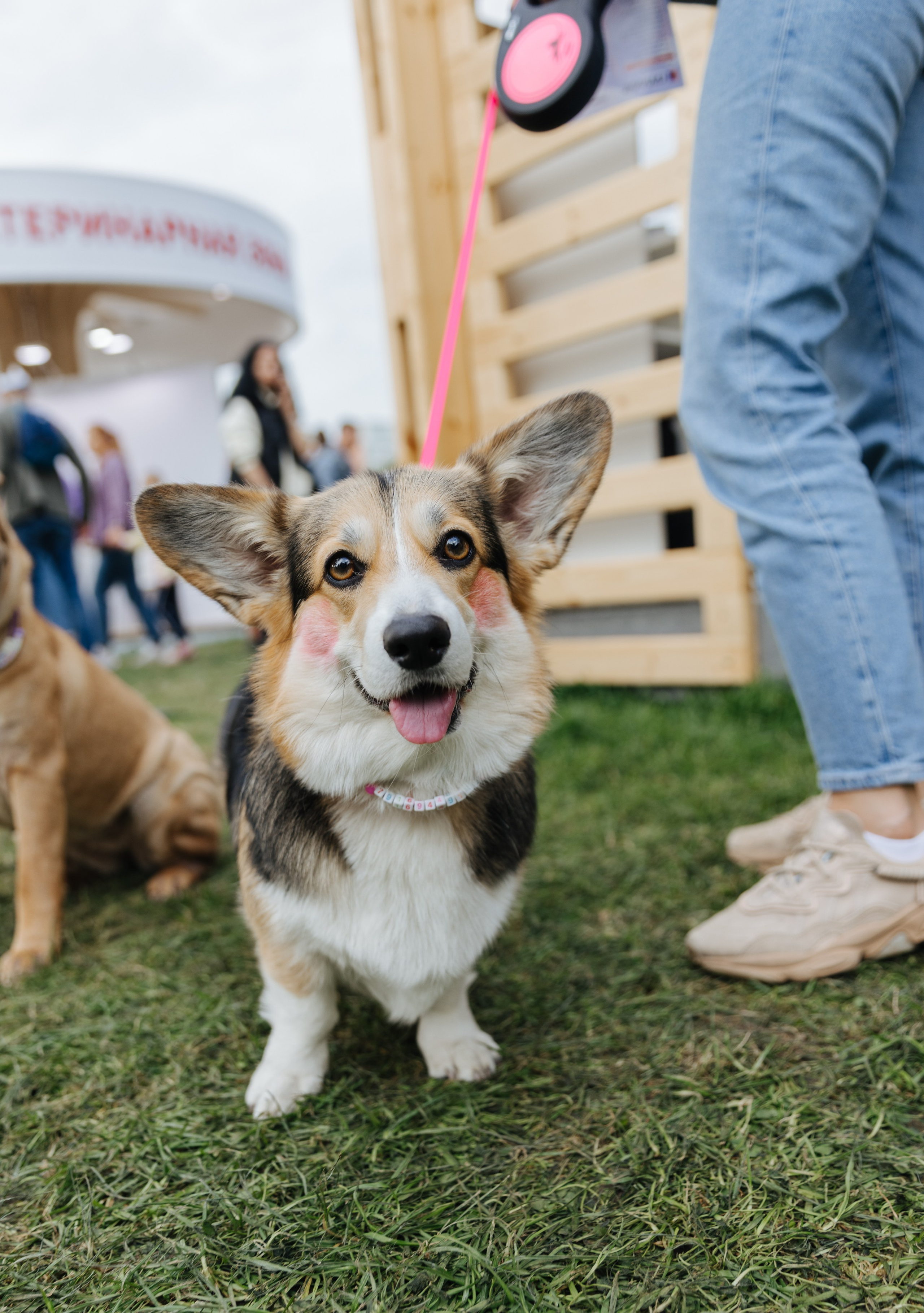 Хвостатый репортаж. Аксана Лисовская фотограф в Москве. Фотографии с характером