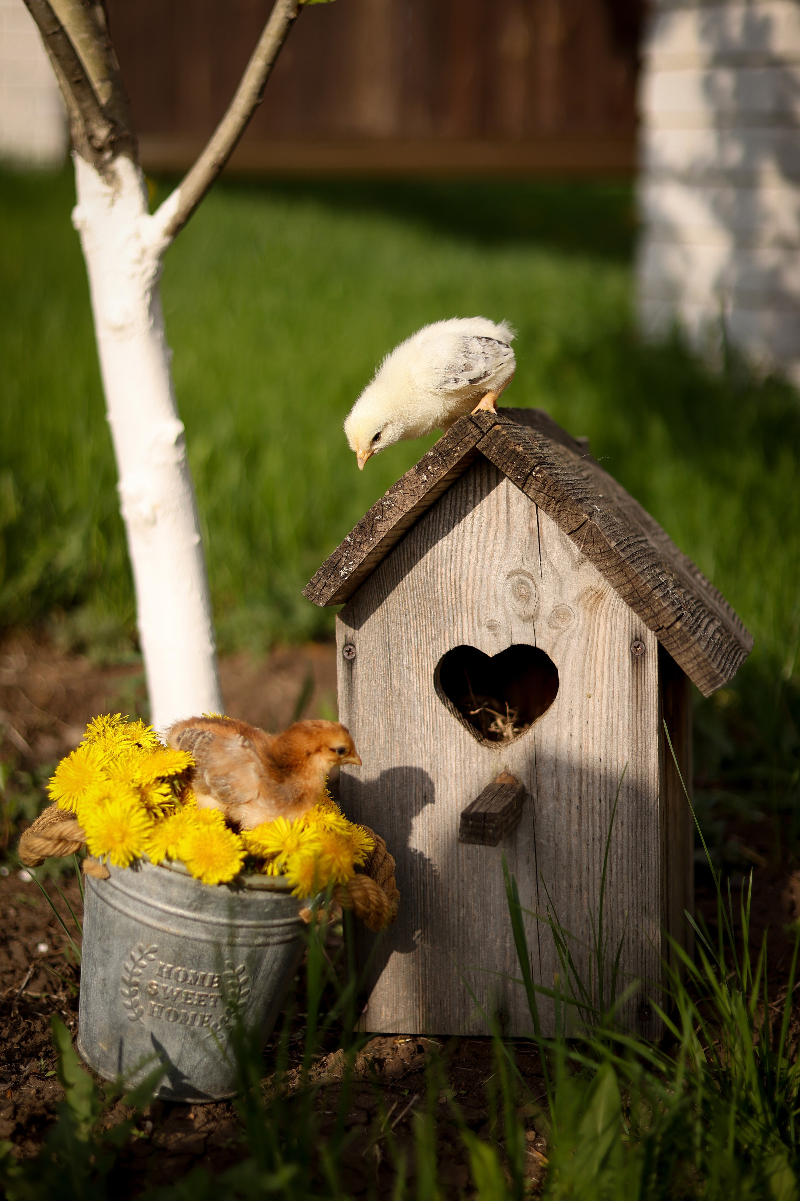 Съёмки с животными. Фотограф в Самаре