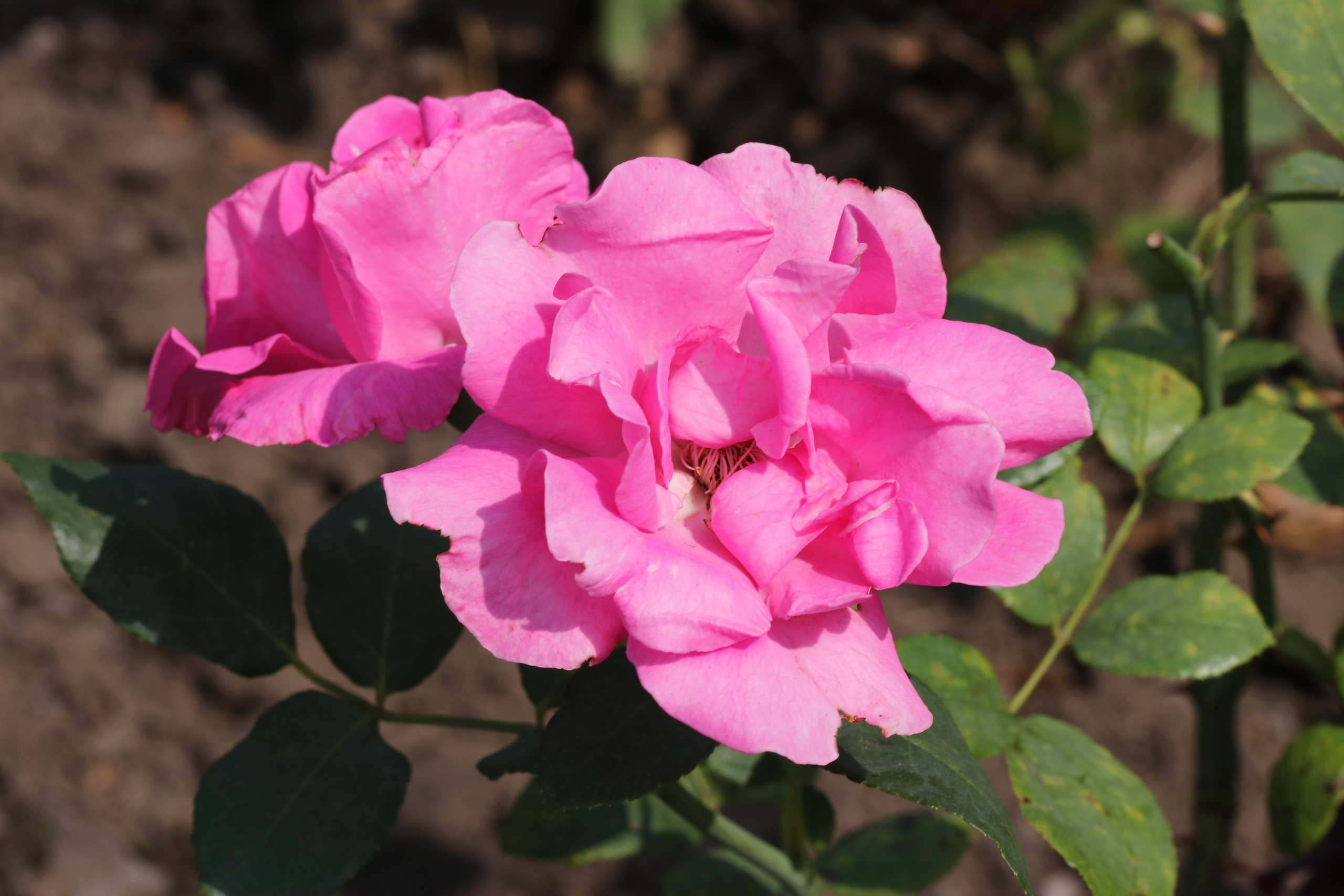 Долина роз в Кисловодске. Фото-художник и Репортажный фотограф Николаев Александр Алексеевич