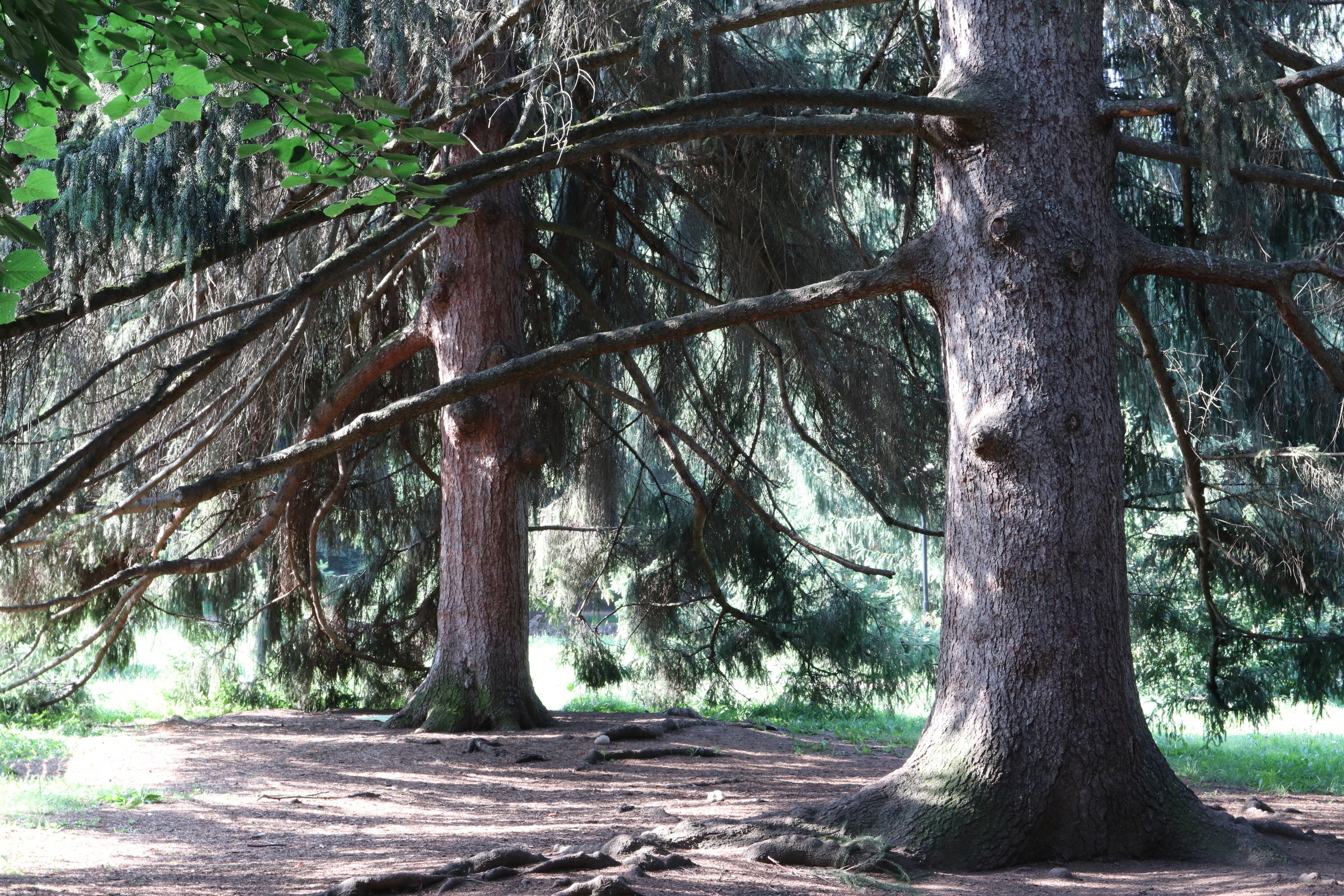 Кисловодские пейзажи. Фото-художник и Репортажный фотограф Николаев Александр Алексеевич